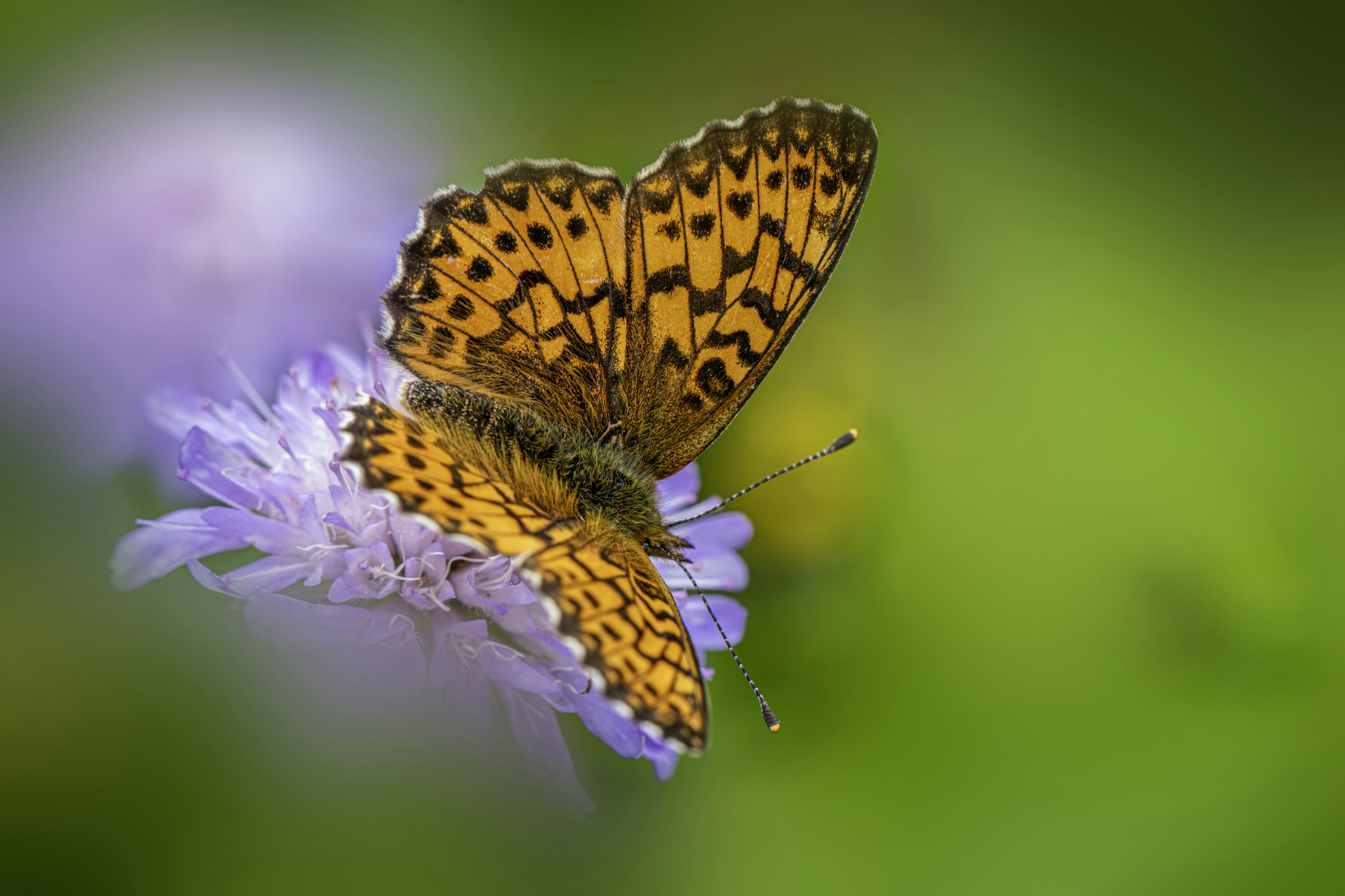 Photo by erik_karits