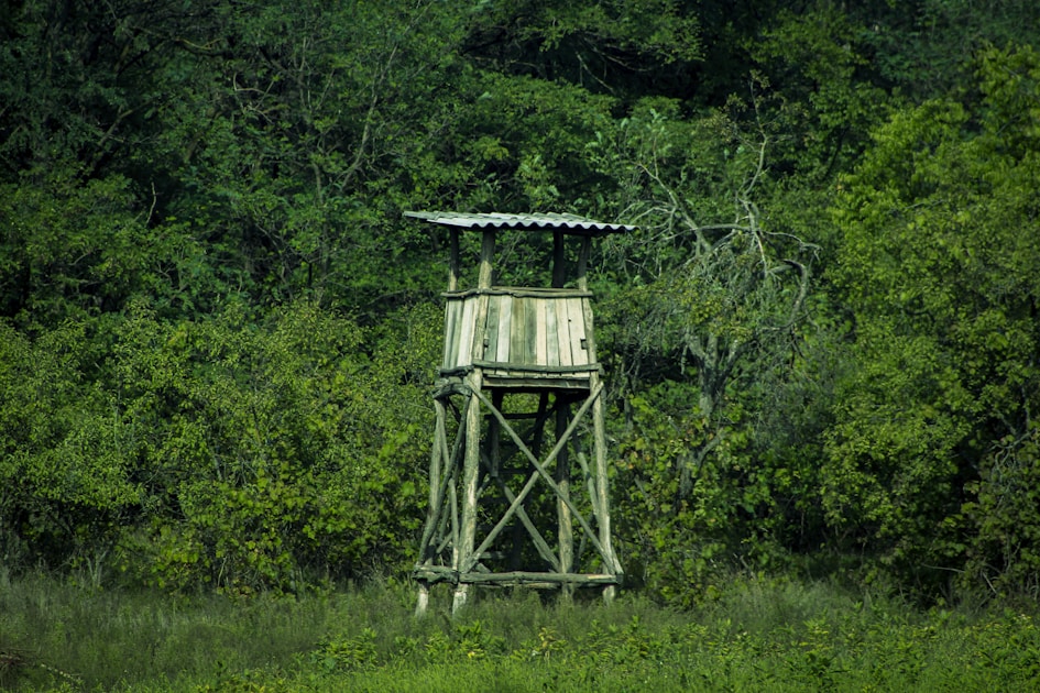 Whitetail deer in Oklahoma Cross Timbers post oak terrain during fall hunting season