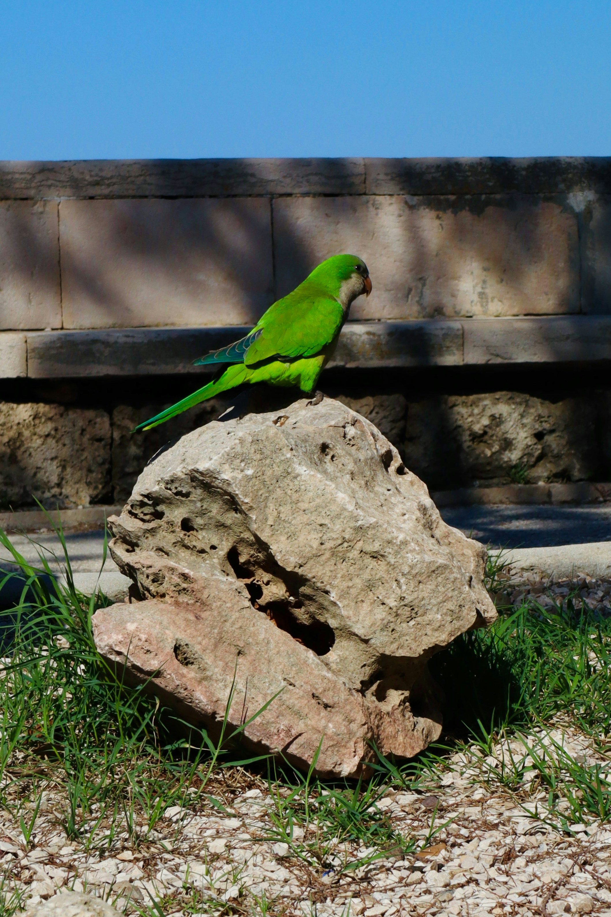 A green parrot sits on a rock.