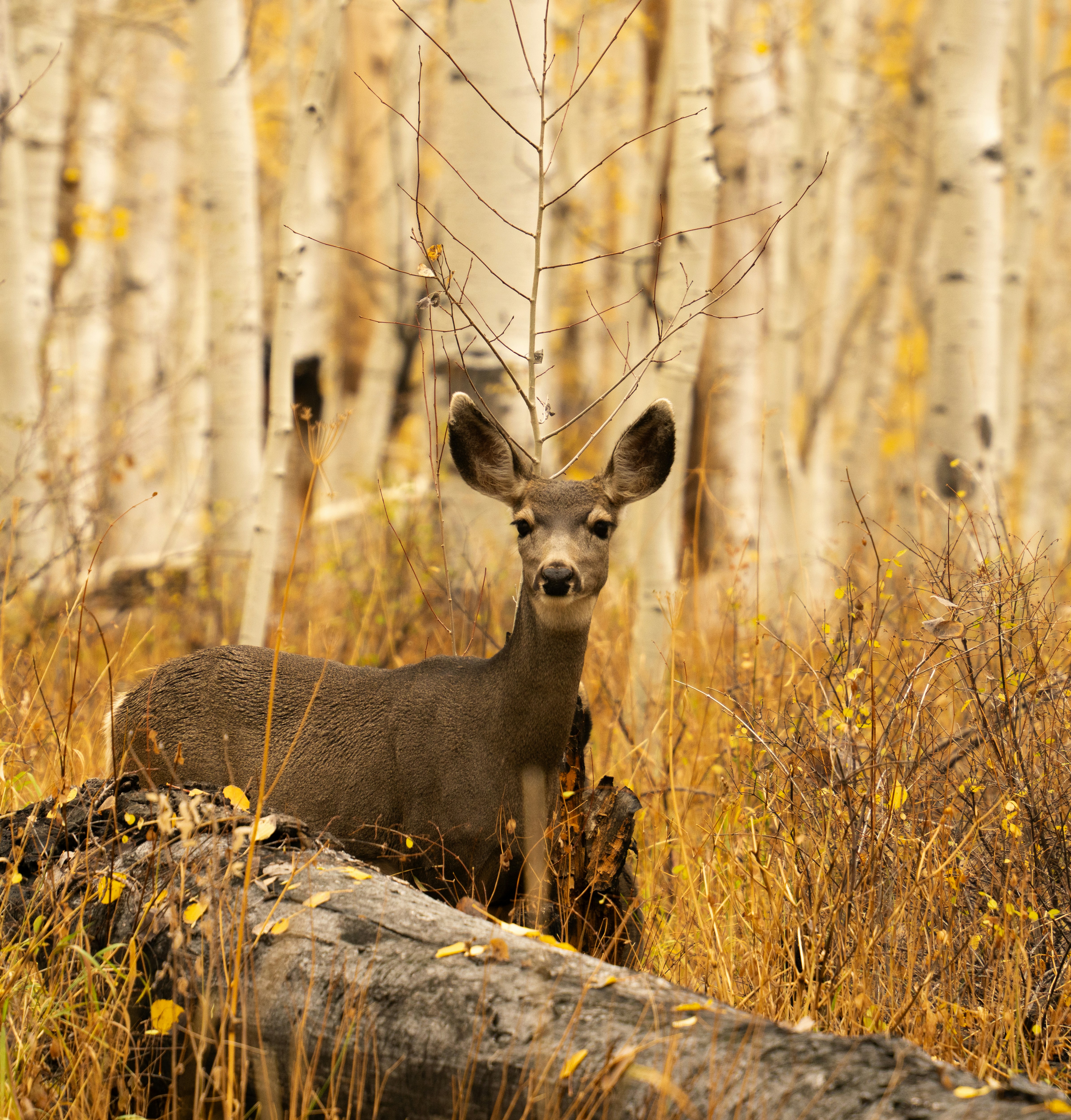 Photo by alexmoliski