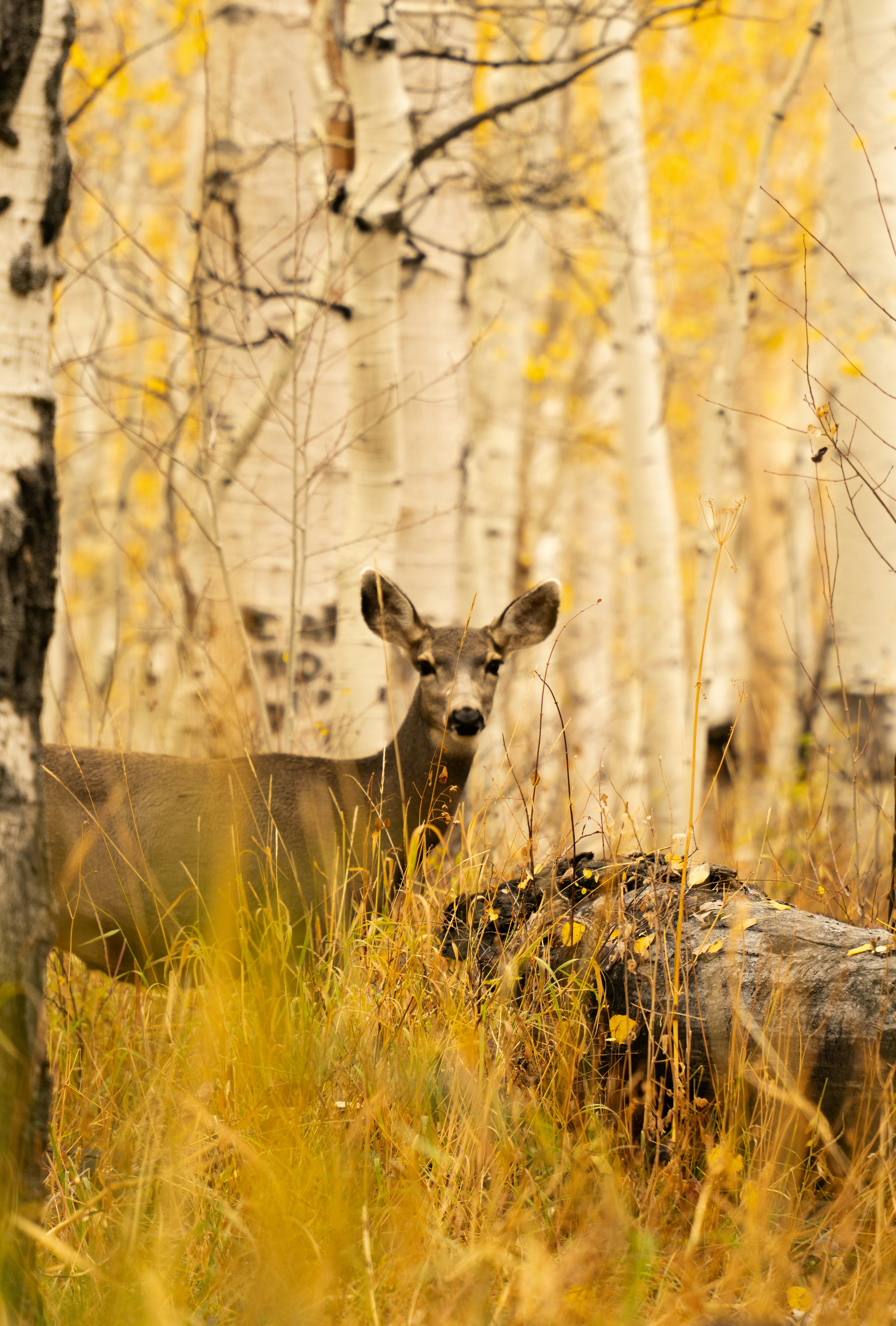 Photo by alexmoliski