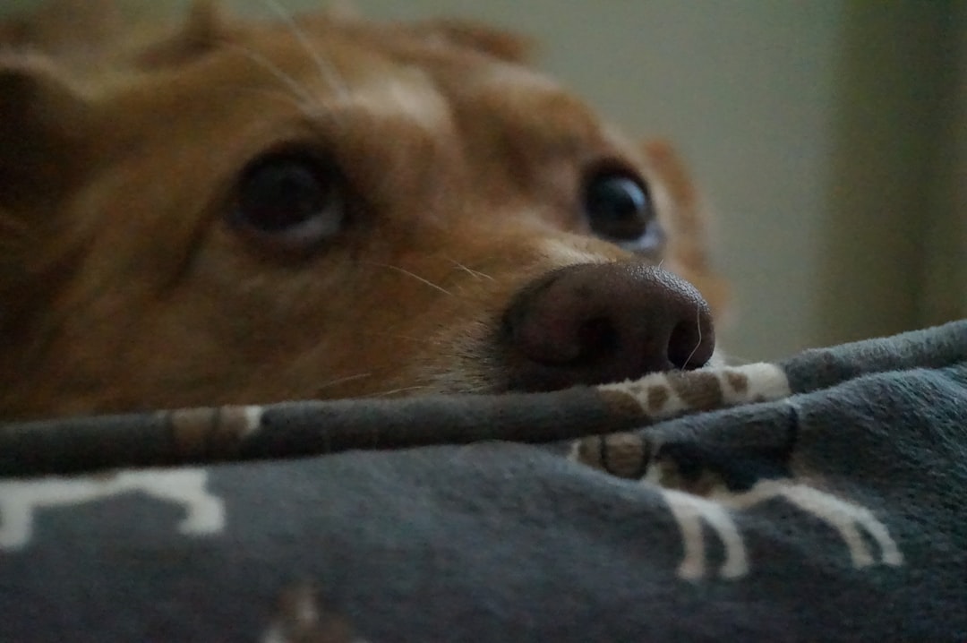 不安そうな表情で飼い主を見つめる愛犬