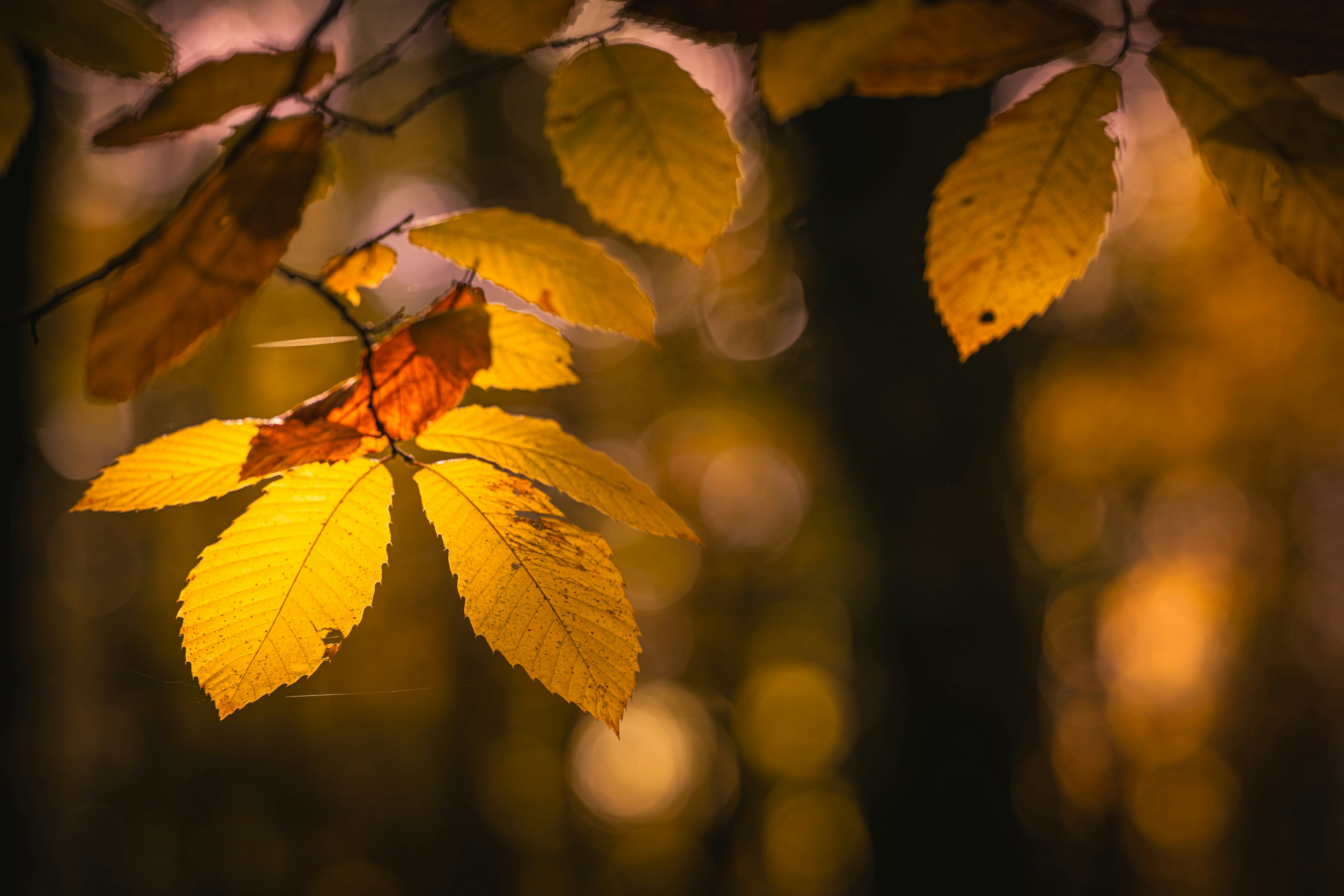 Golden autumn leaves illuminated by sunlight