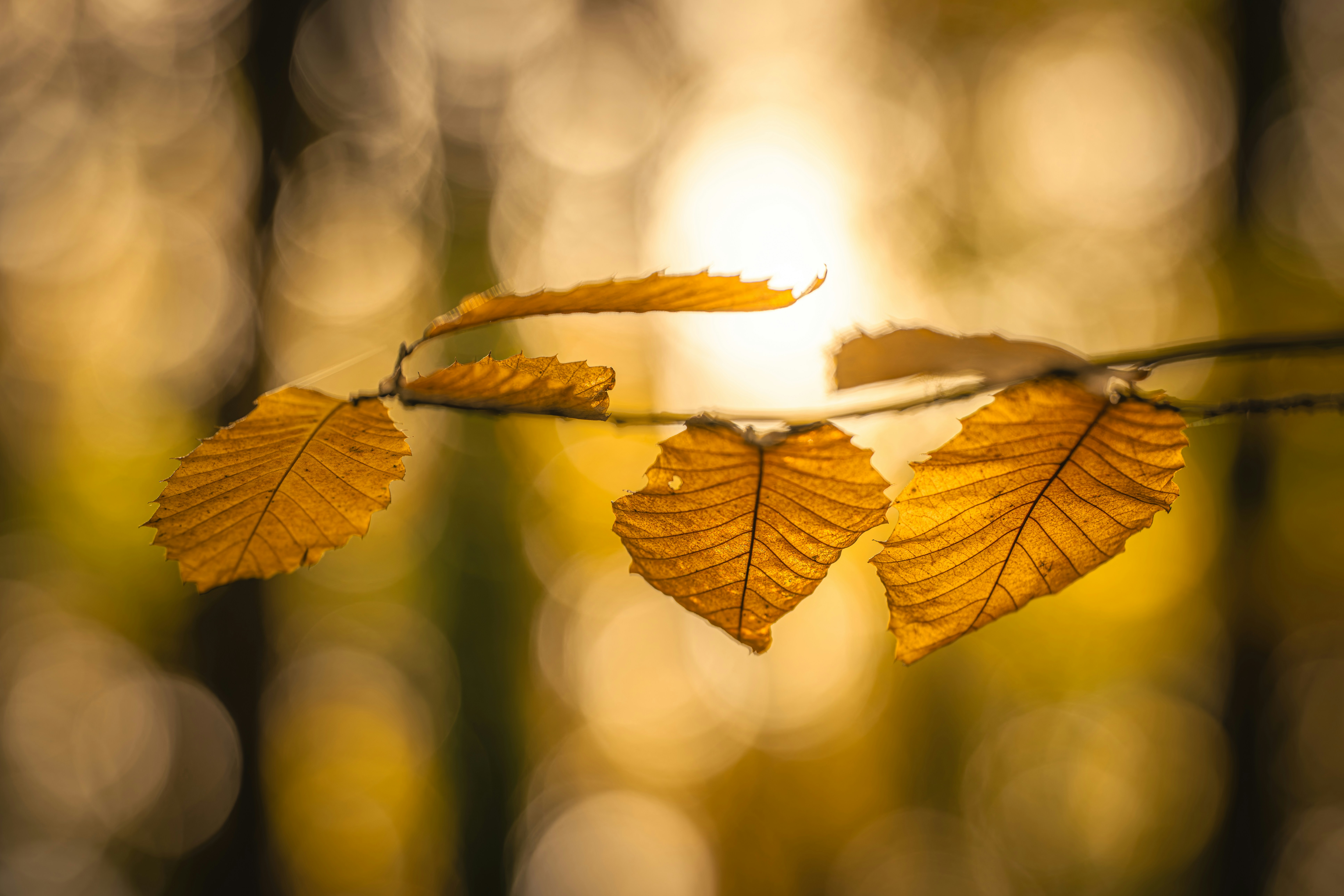 Premium Hibachi Chef at Home: Love Hibachi's Comprehensive Guide to Private Teppanyaki ExperiencesBy Rumla | Love Hibachi