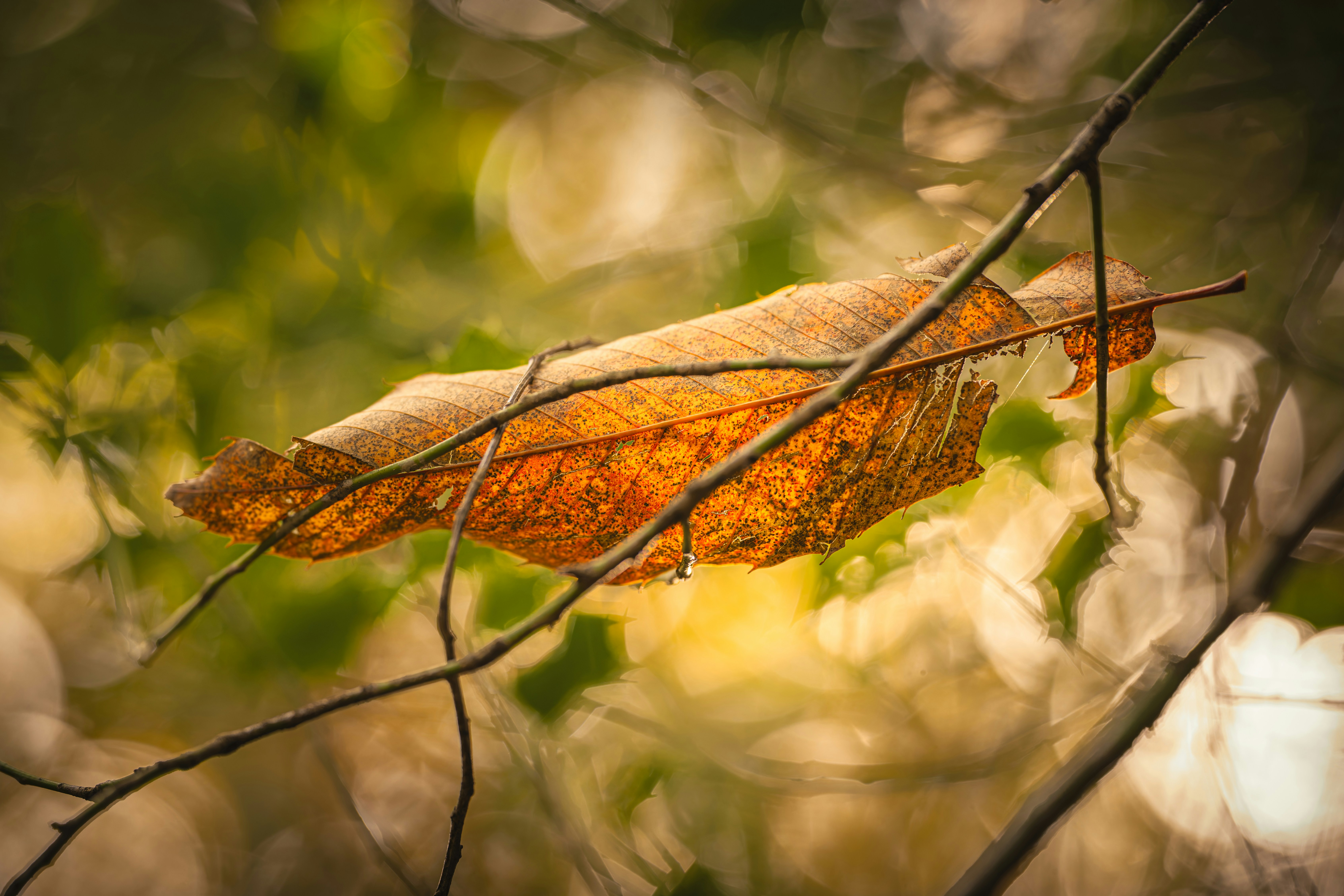 A single brown leaf hangs from a branch.