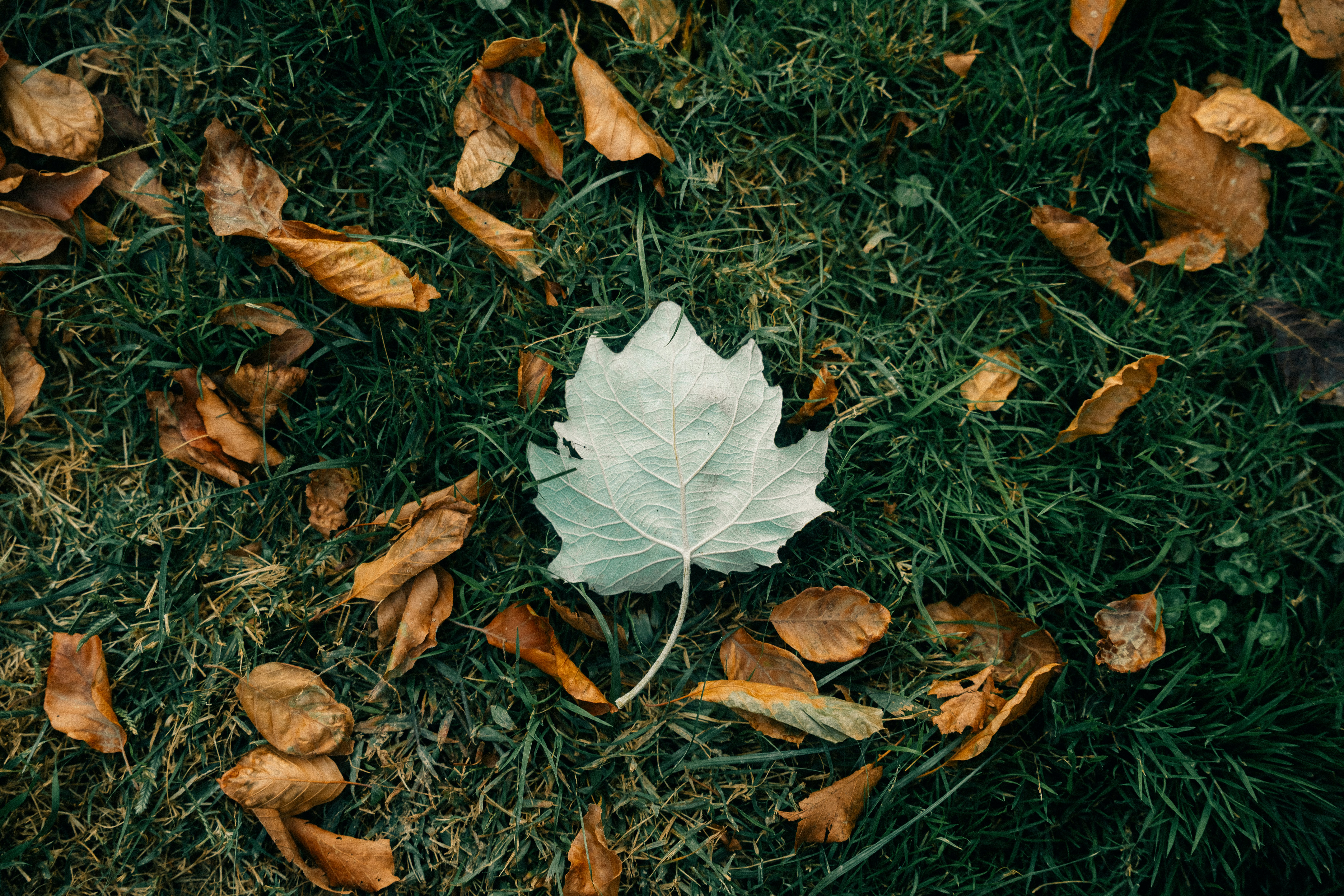 A single white leaf on green grass with fallen leaves