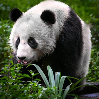 A giant panda eating green leaves in a forest.