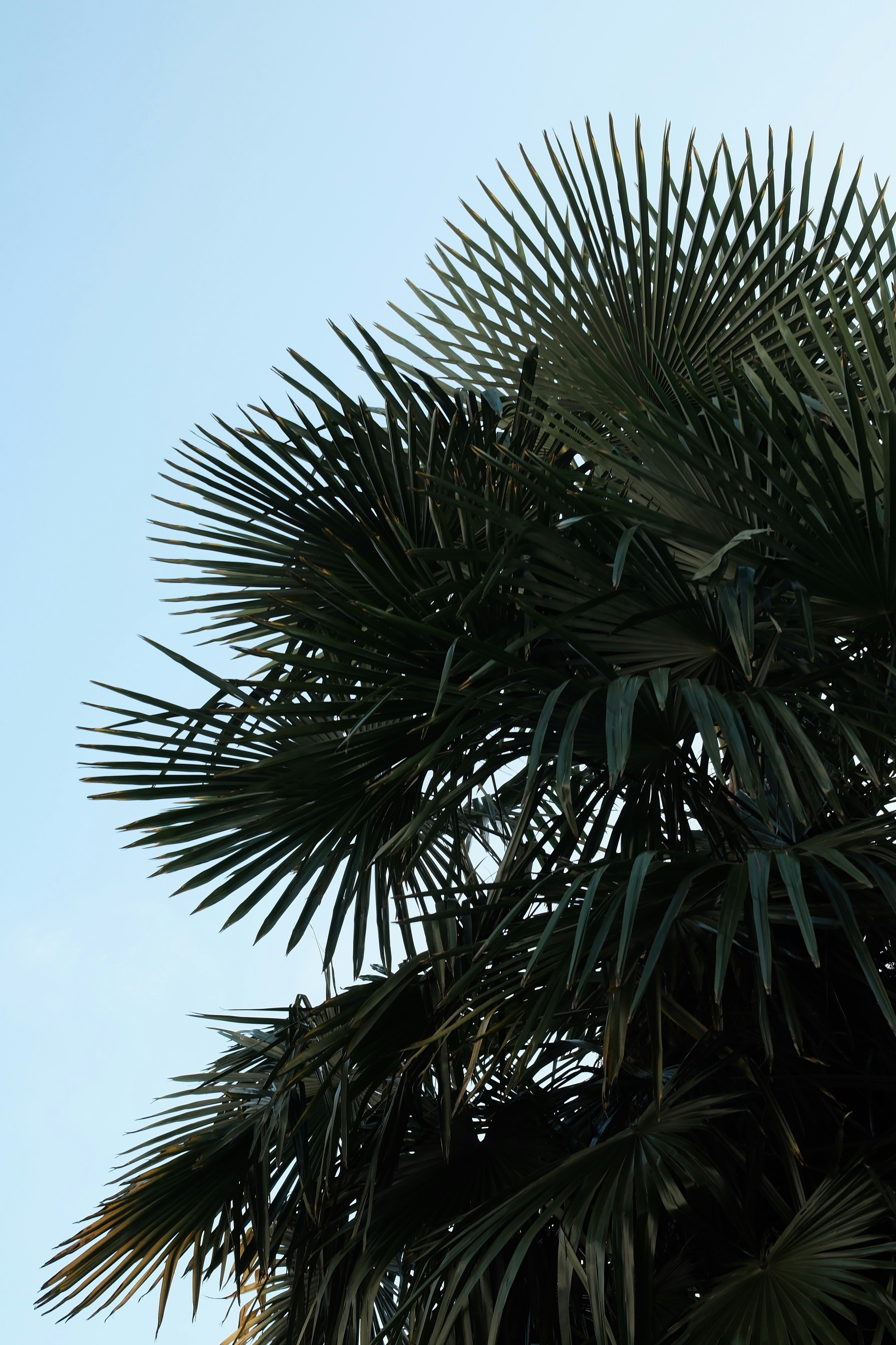 Dark palm fronds against a pale blue sky