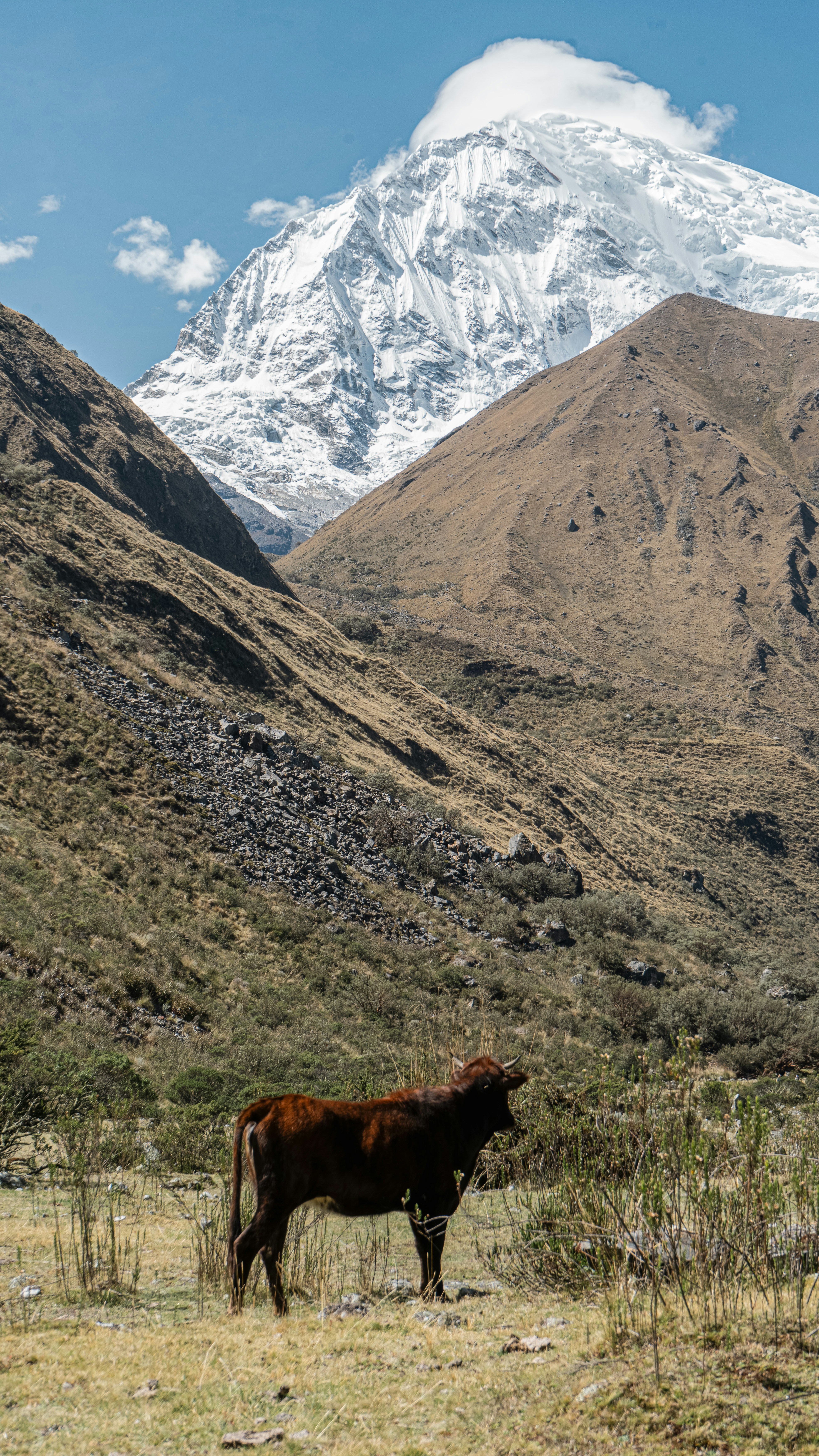 A brown cow stands in a grassy field below mountains.