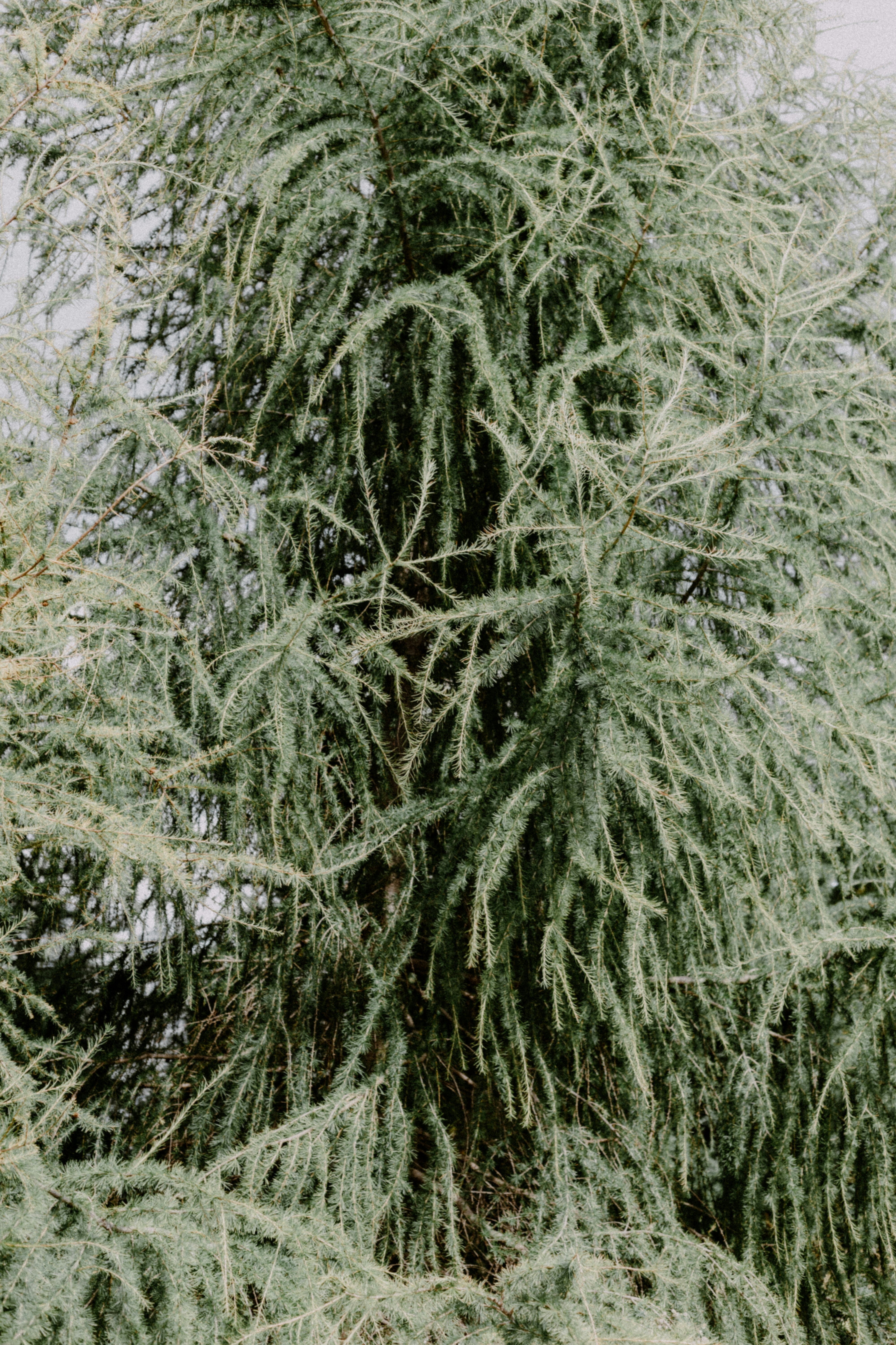 Primer plano de ramas y agujas de pino llorón