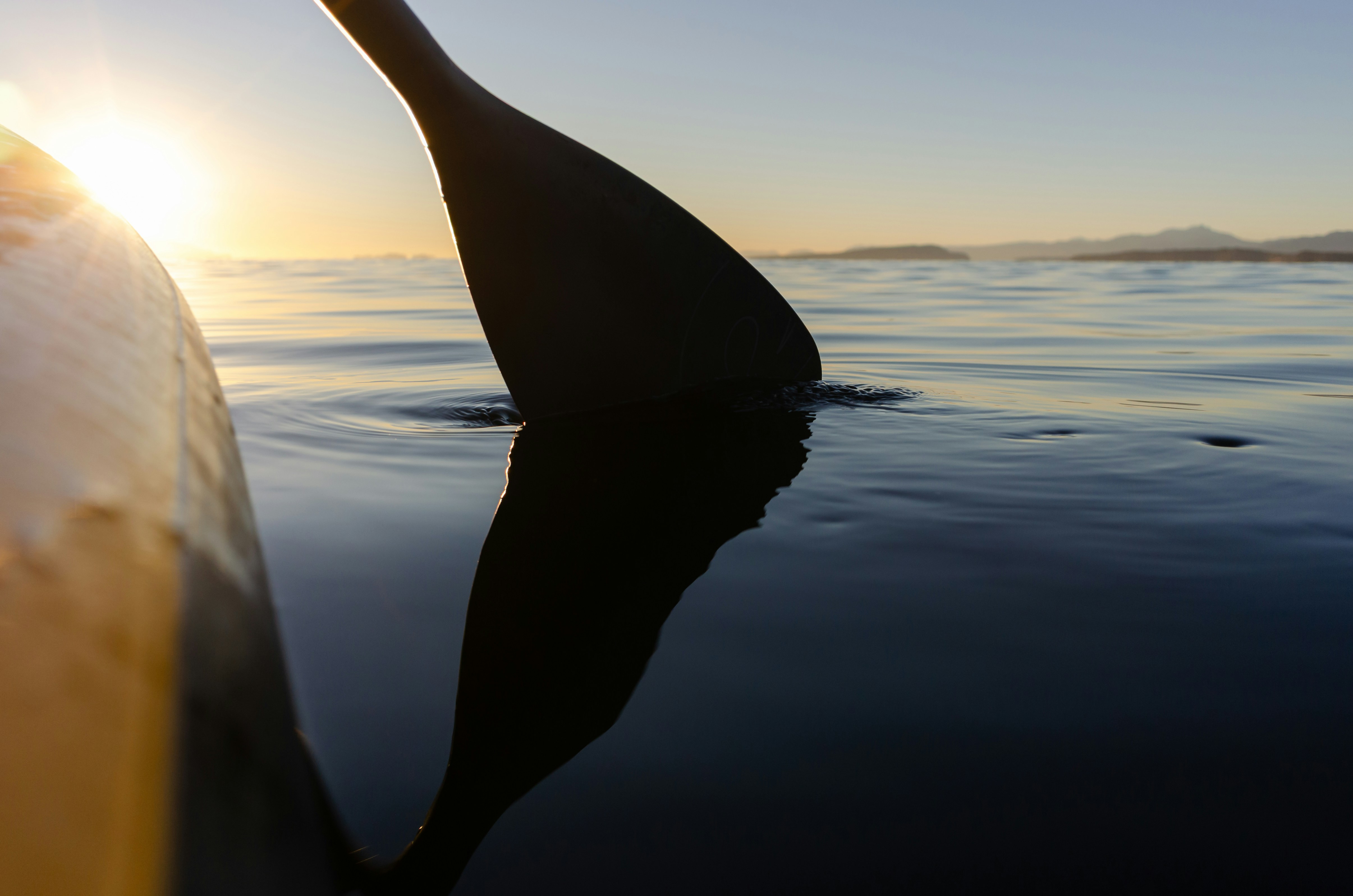 Paddle dipping into calm ocean water at sunrise