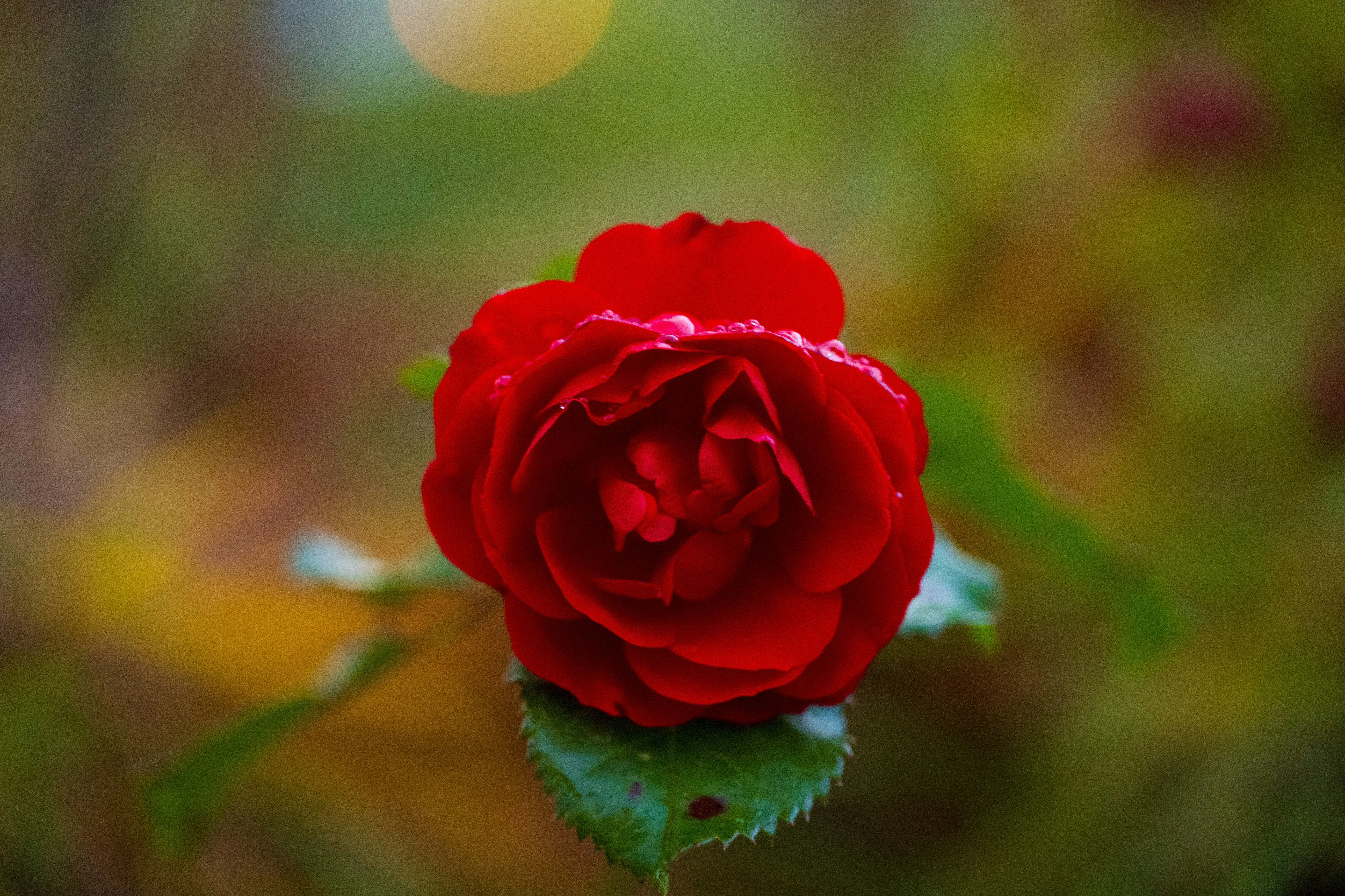 Photo by justynazielinska654