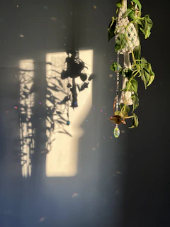 Sunlight casts shadows of a hanging plant on wall.
