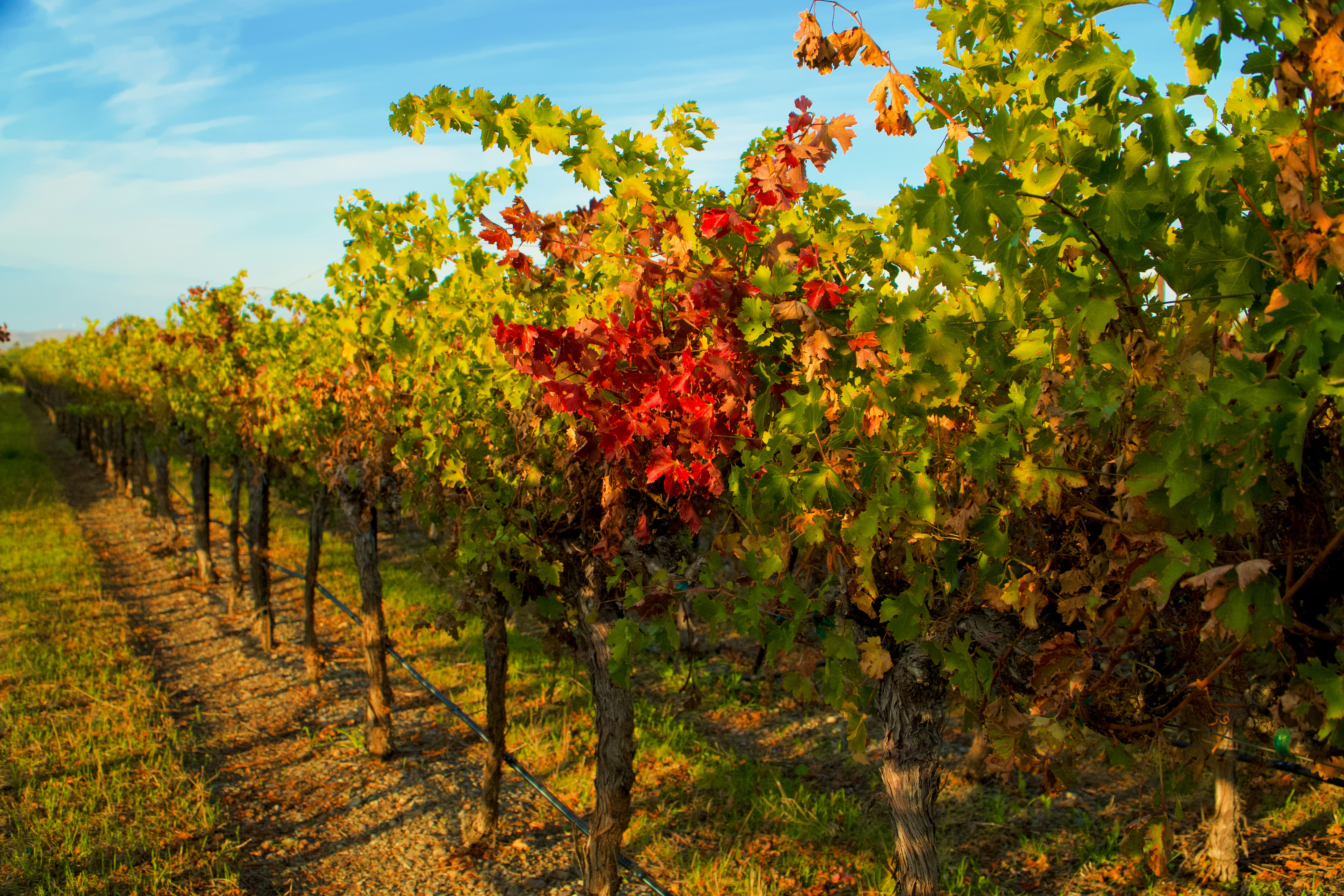 Beautiful vineyard rows