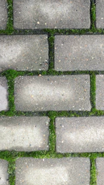Gray paving stones with green moss growing between them.