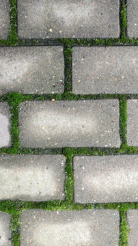 Gray paving stones with green moss growing between them.