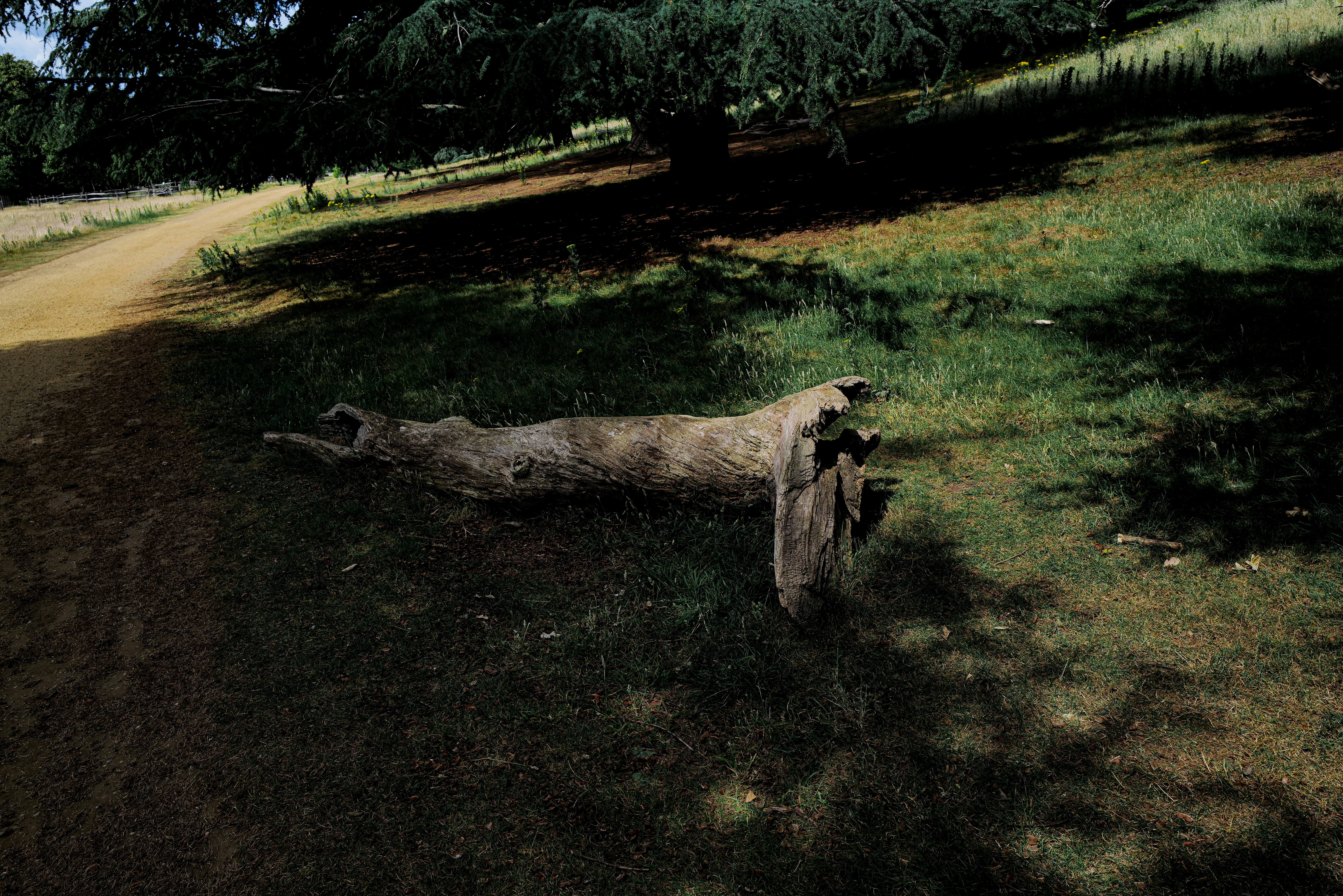 Fallen log rests on grassy park path under trees.