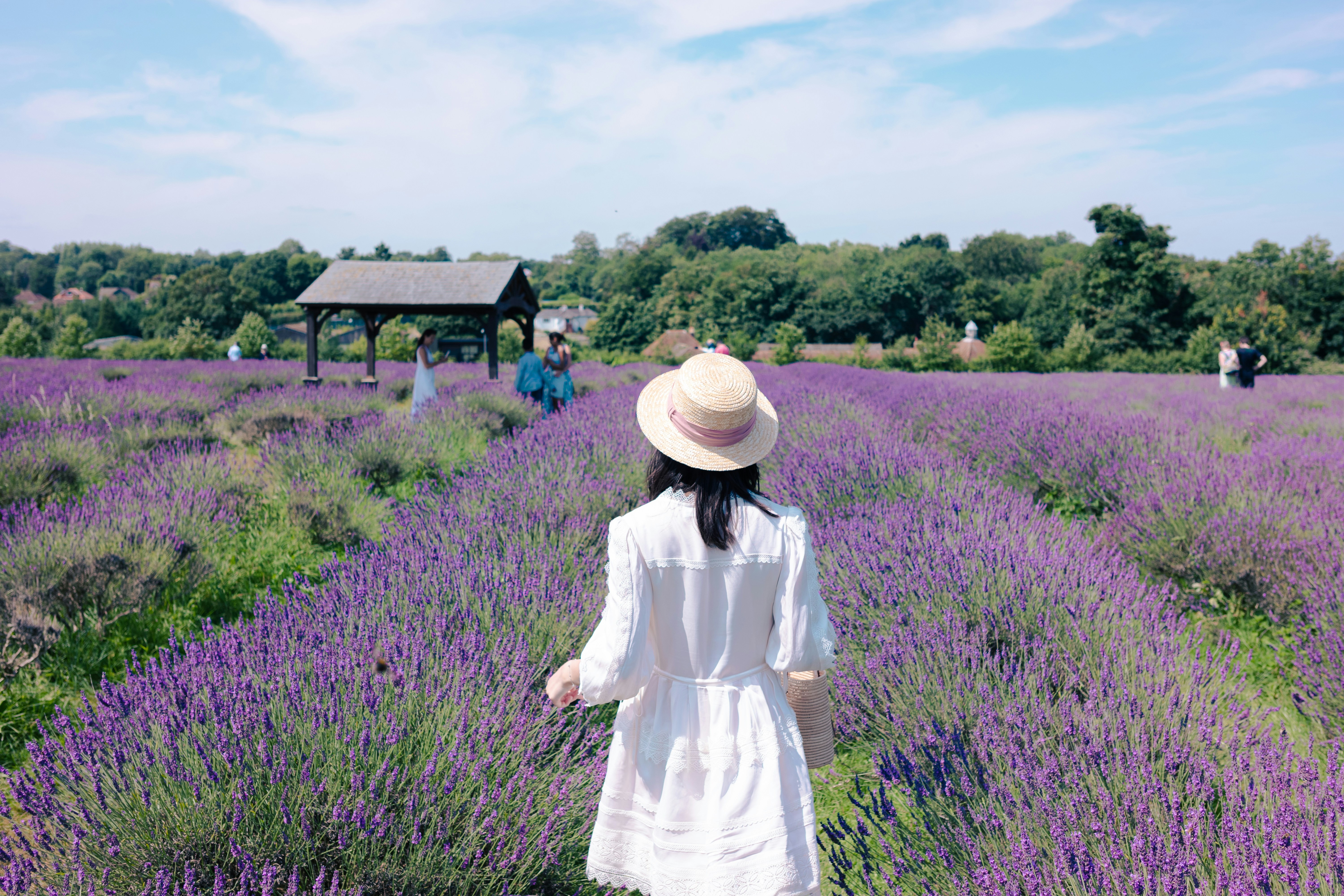 Woman in white dress walks through lavender field.