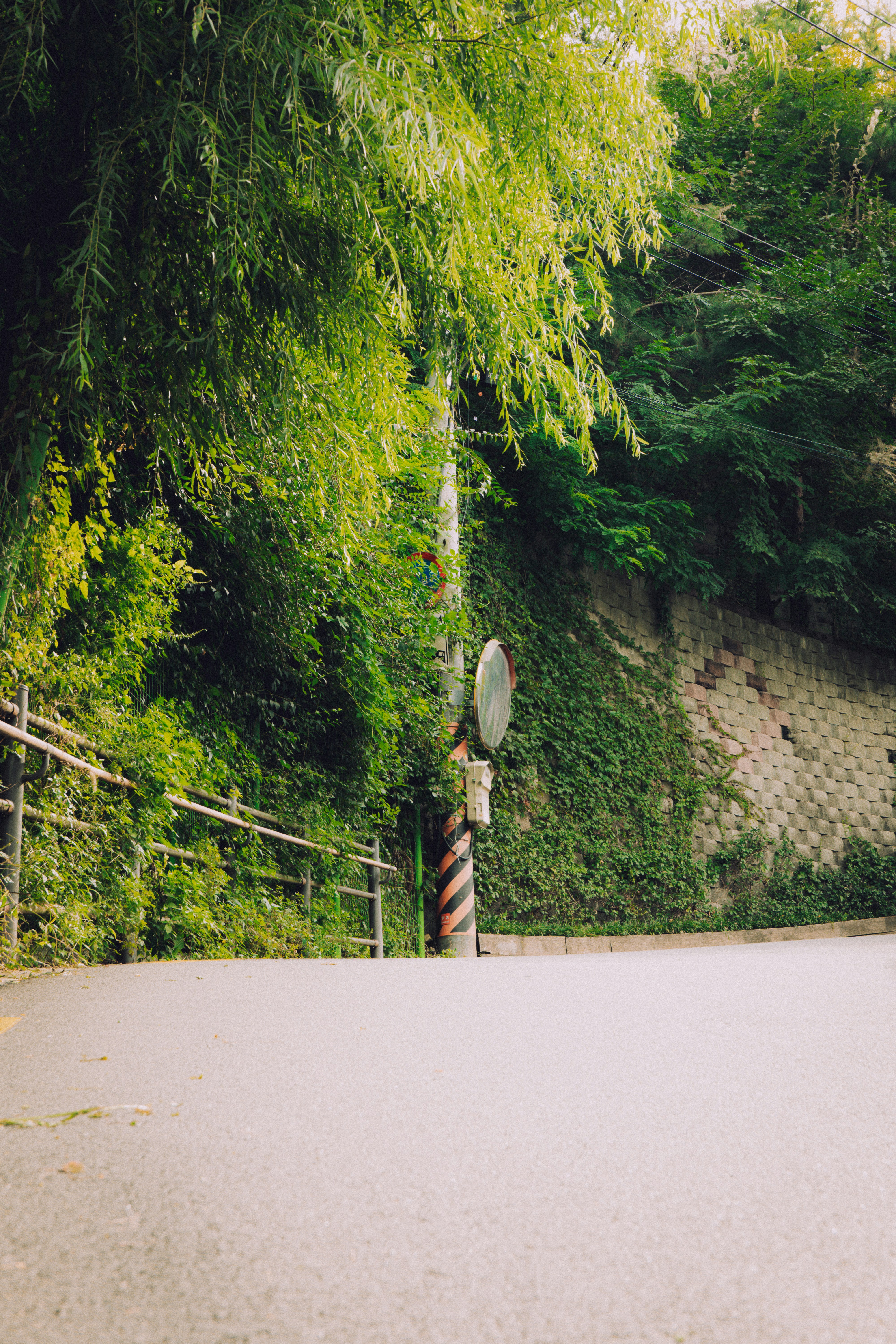 Green trees and foliage line a paved road