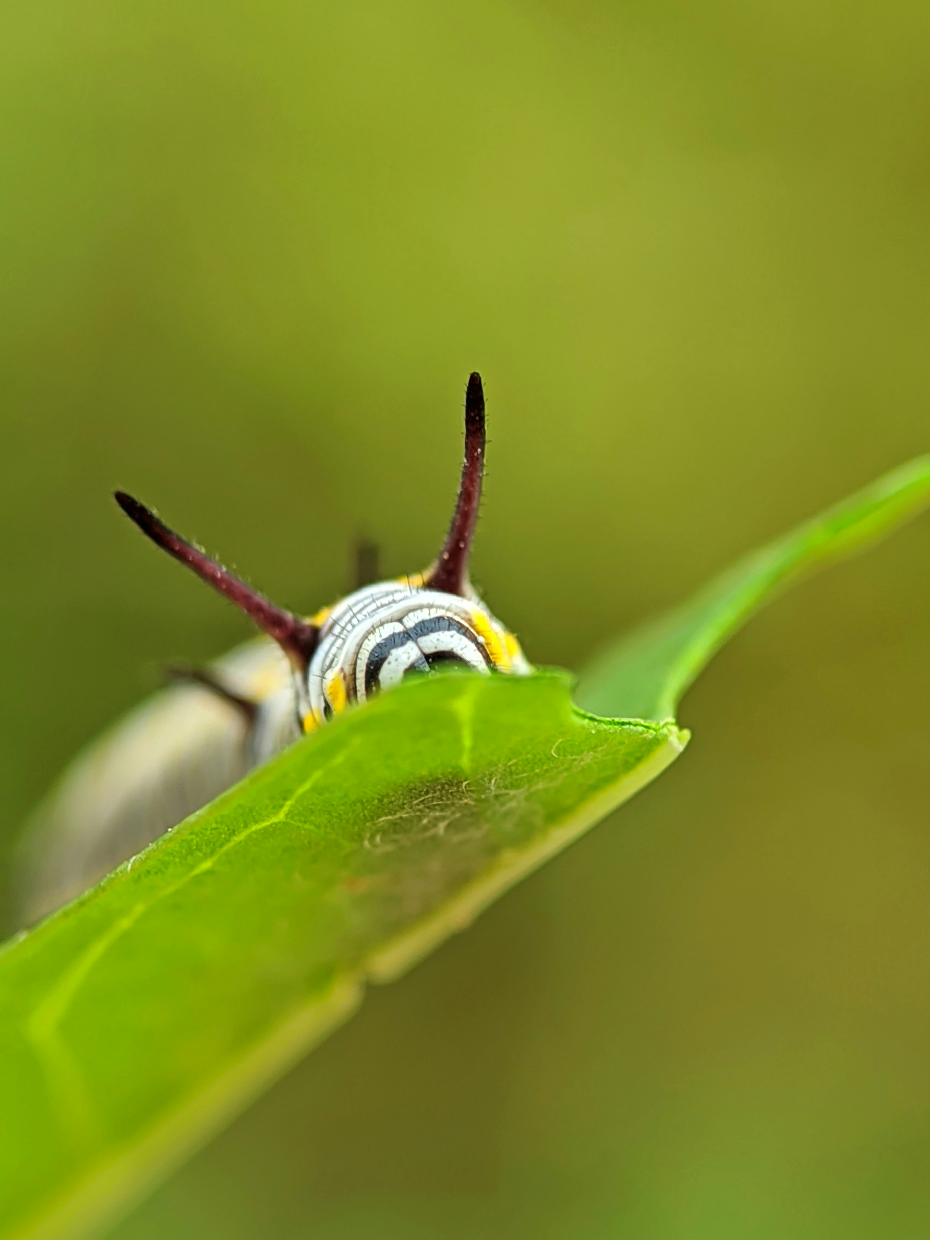 A colorful caterpillar peeking over a green leaf.