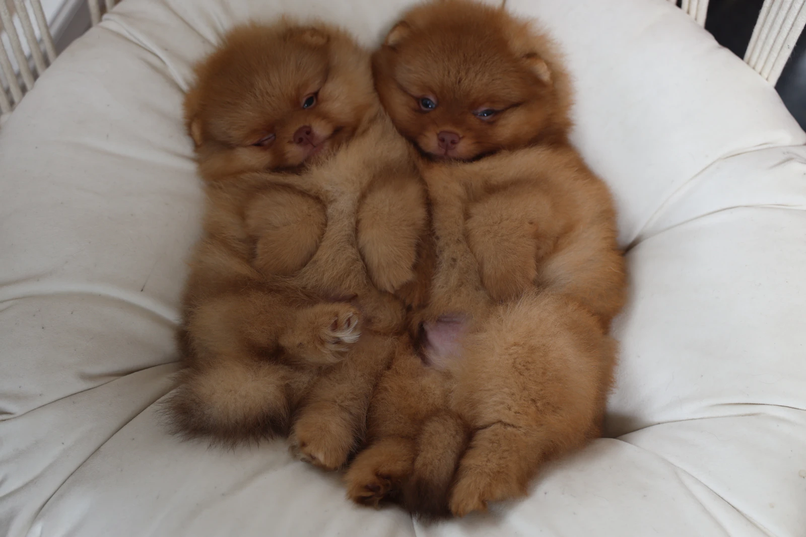 Two puppies asleep together on a soft cushion in boarding