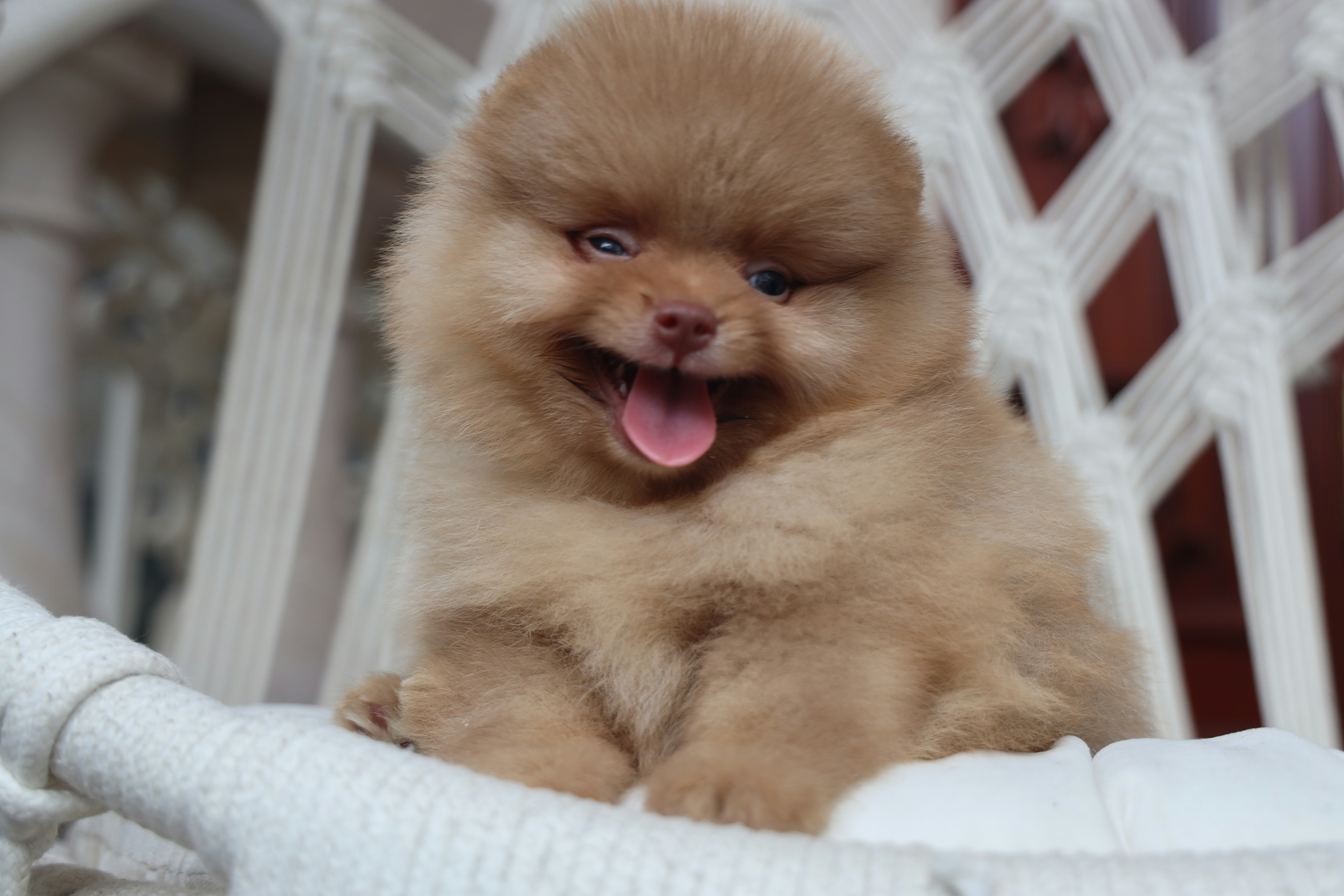 Photo by champetsfamily