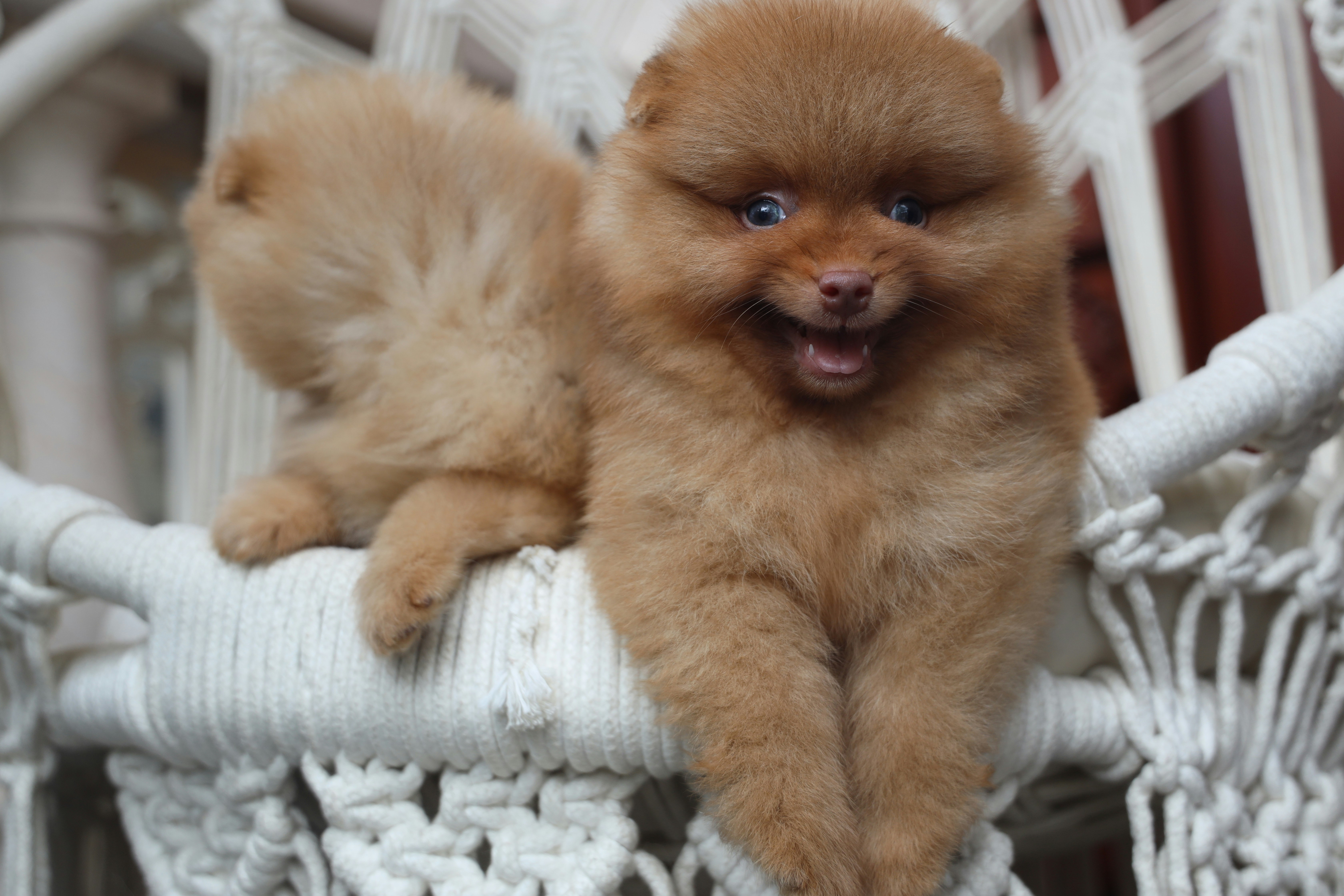 Two fluffy pomeranian puppies sitting on a white chair.