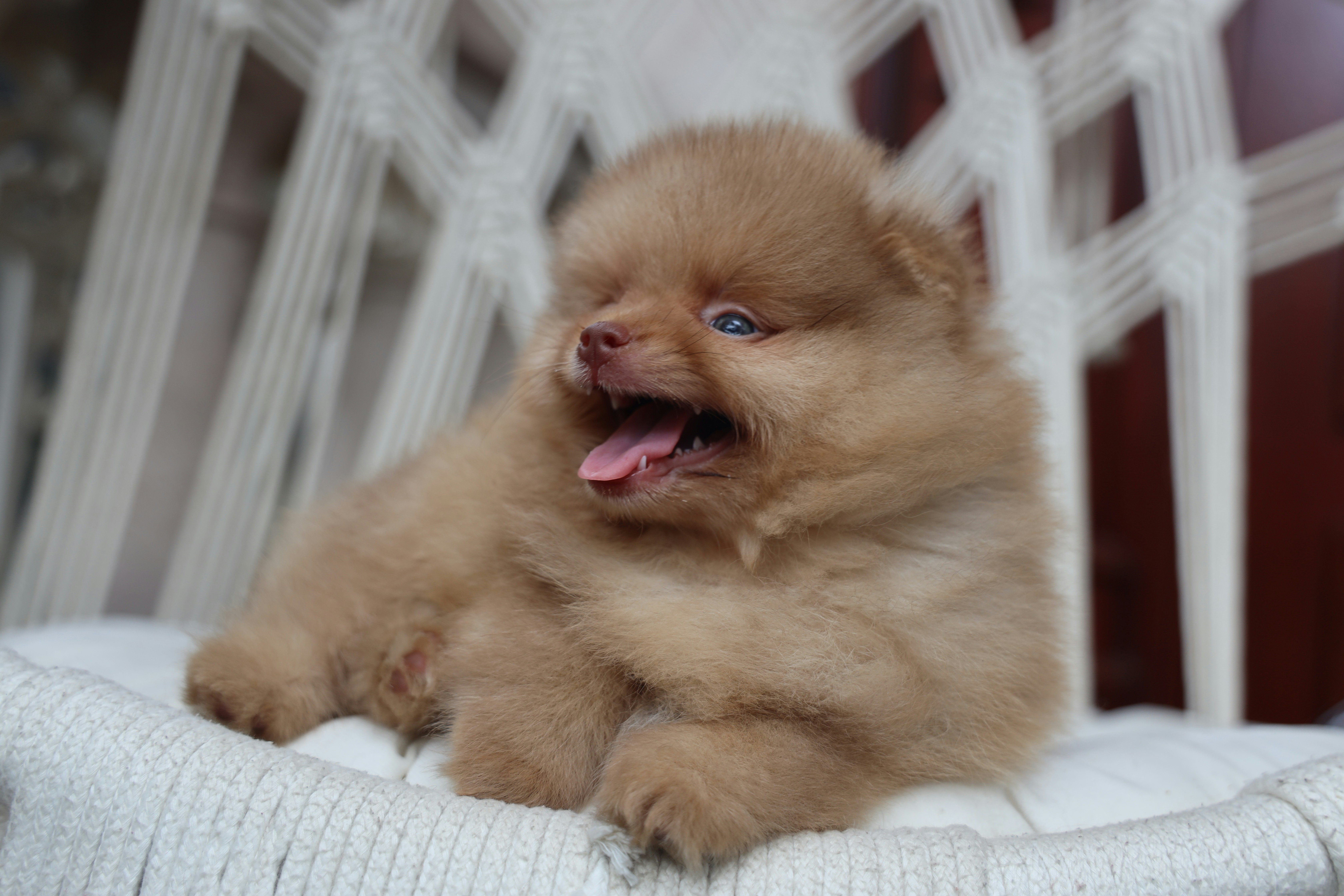 The Science Behind the Canine Yawn