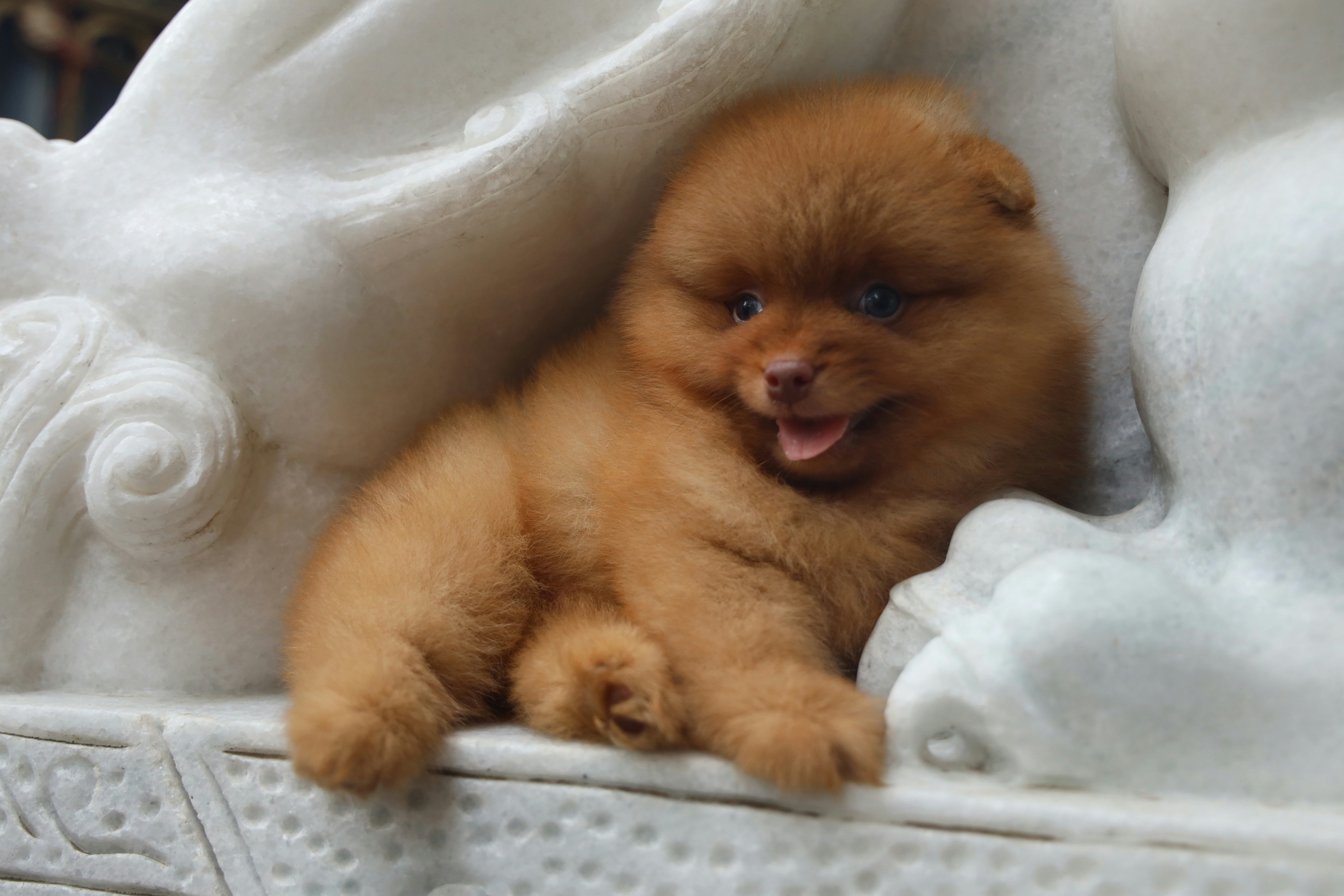 Lịch tiêm phòng chuẩn + tẩy giun định kỳ cho Phốc Sóc 📌 Xem lịch: https://champetsfamily.com/blog/pomeranian/lich-tiem-phong-phoc-soc/ Hotline/Zalo: 0911079086