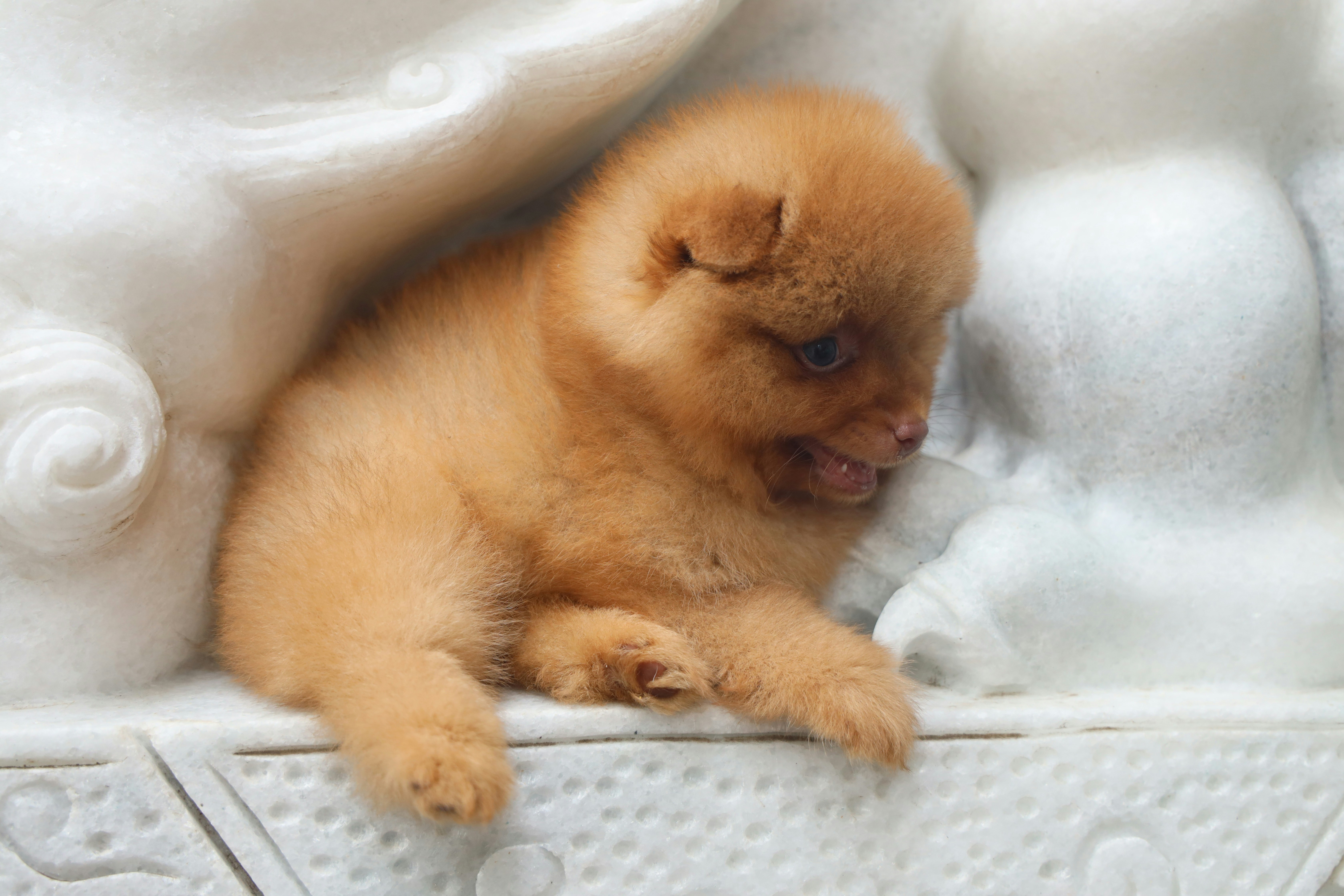 A fluffy orange pomeranian puppy lies down.