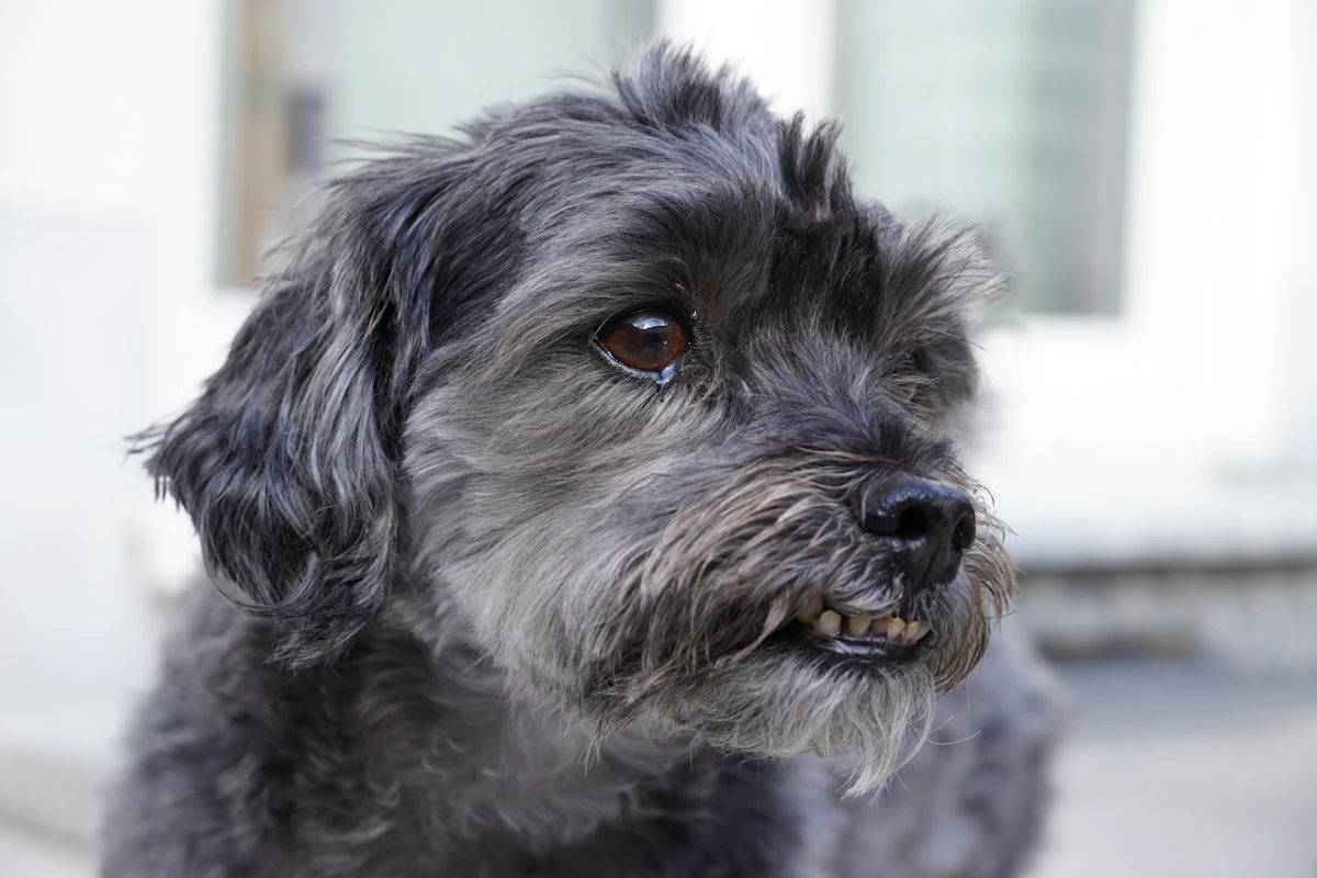 A small, scruffy gray dog looks to the side.