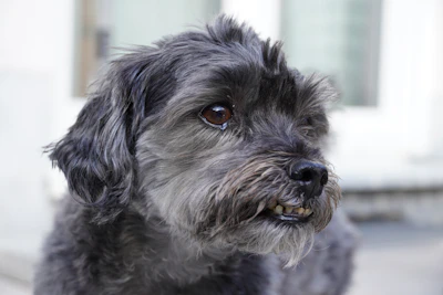 A small, scruffy gray dog looks to the side.