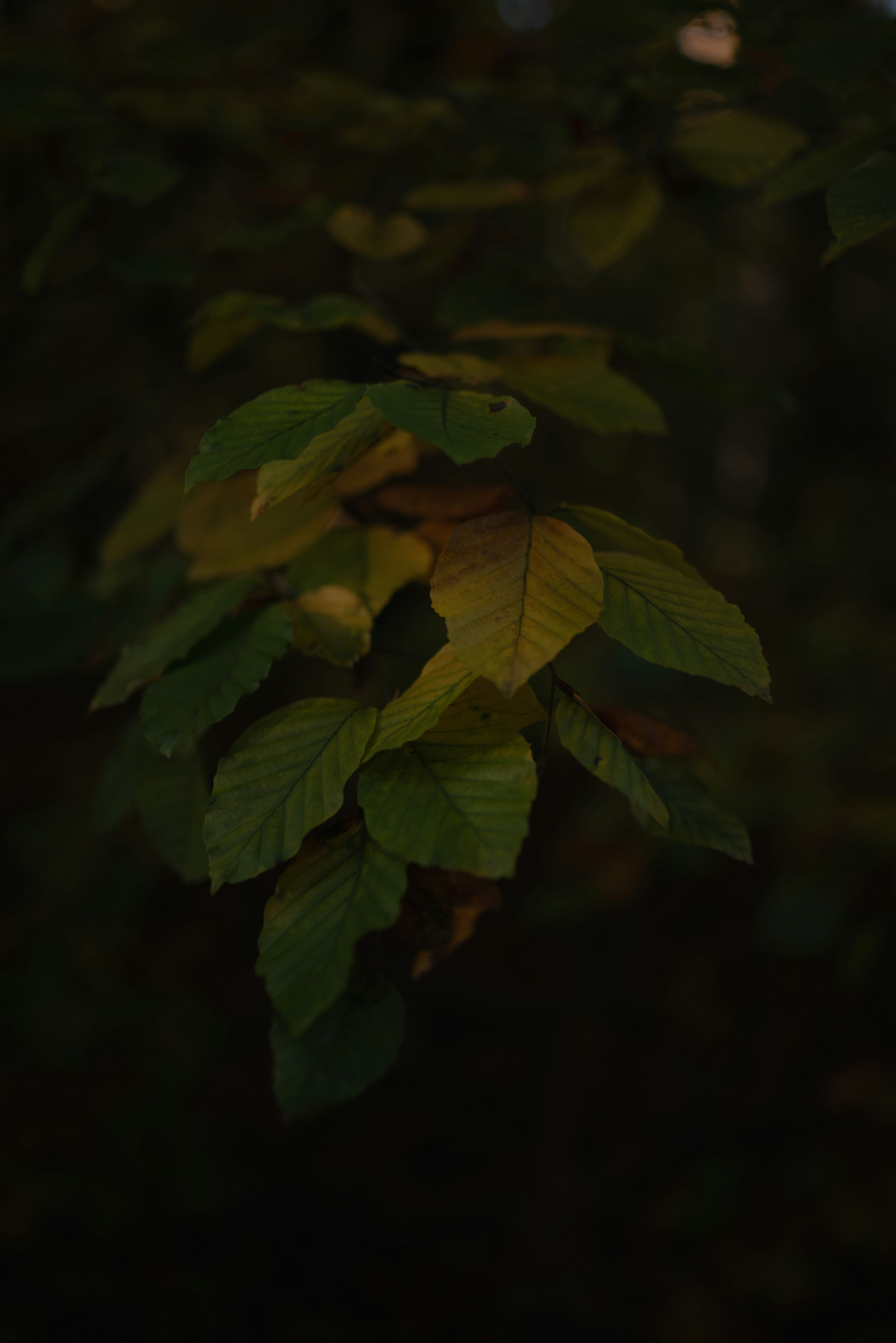 Photo by witchyrefuge