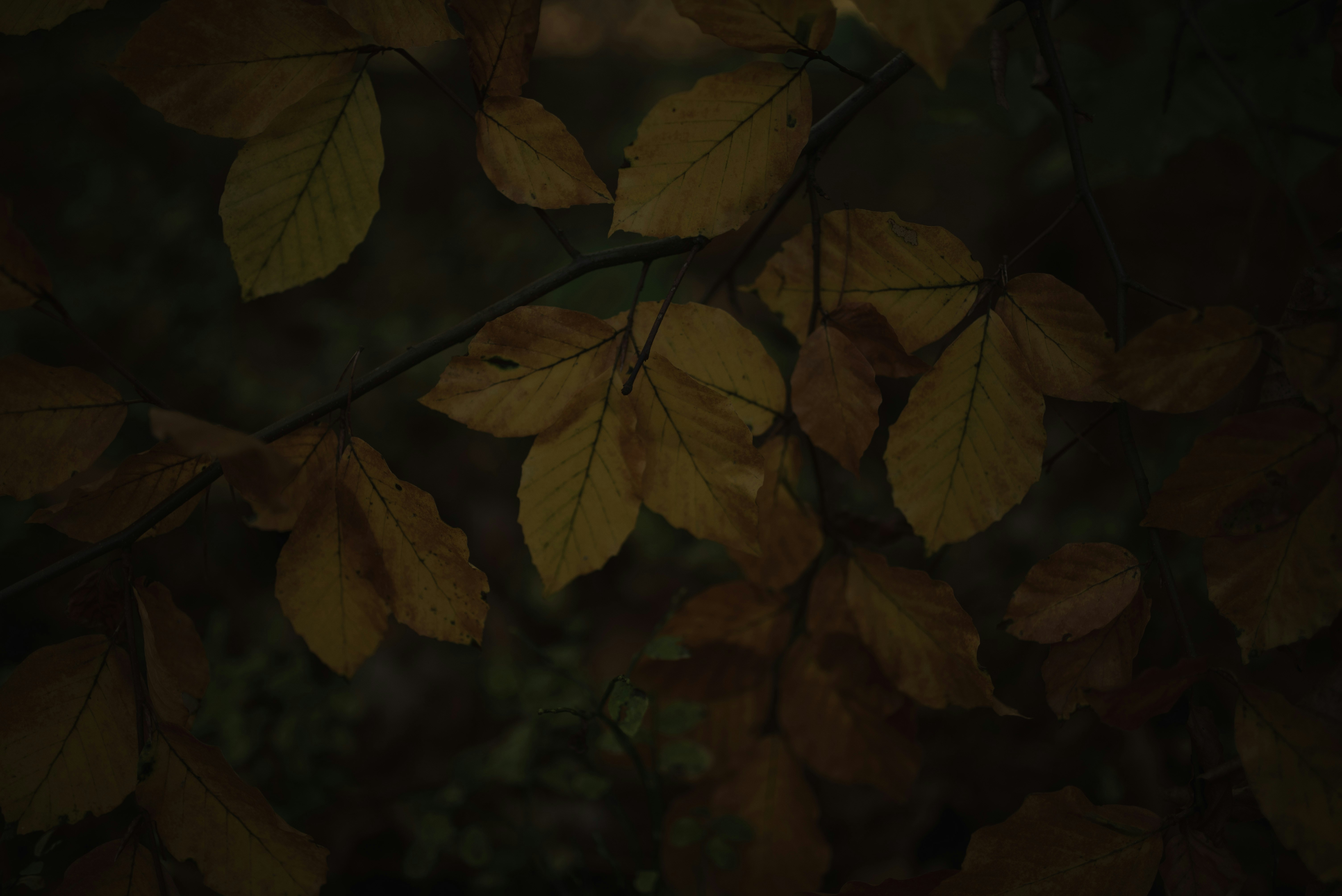 Photo by witchyrefuge