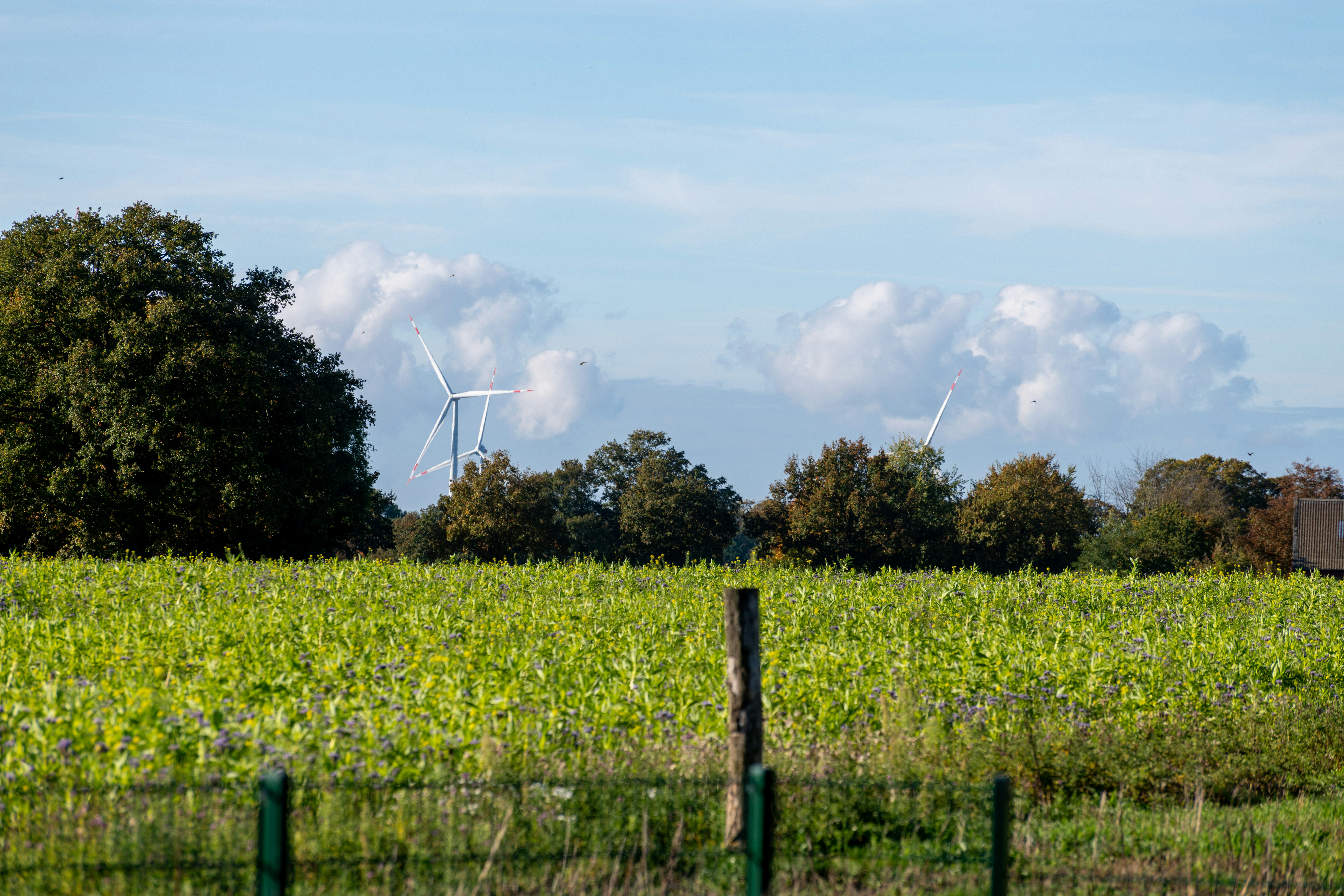 Wind turbines in the distance over a green field