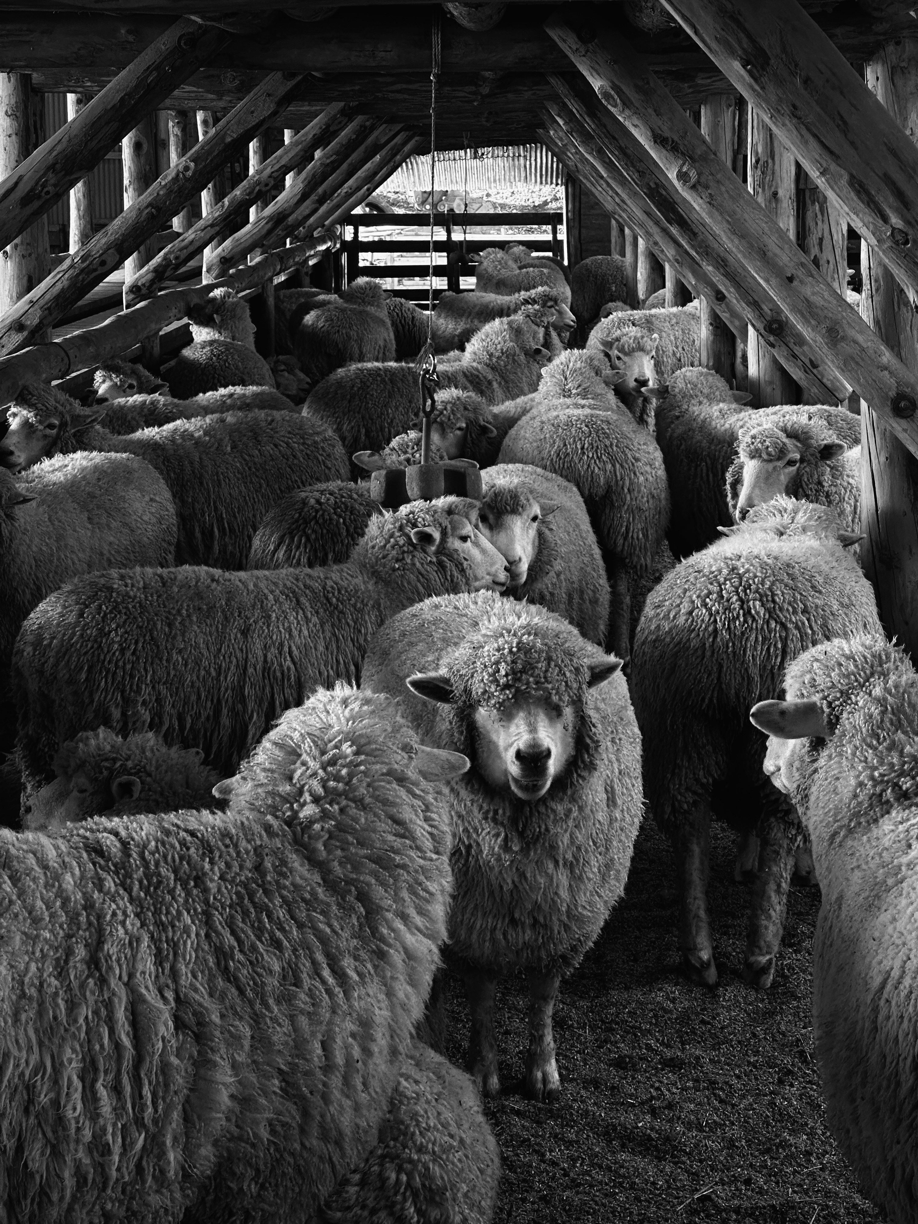 Flock of sheep gathered inside a wooden structure