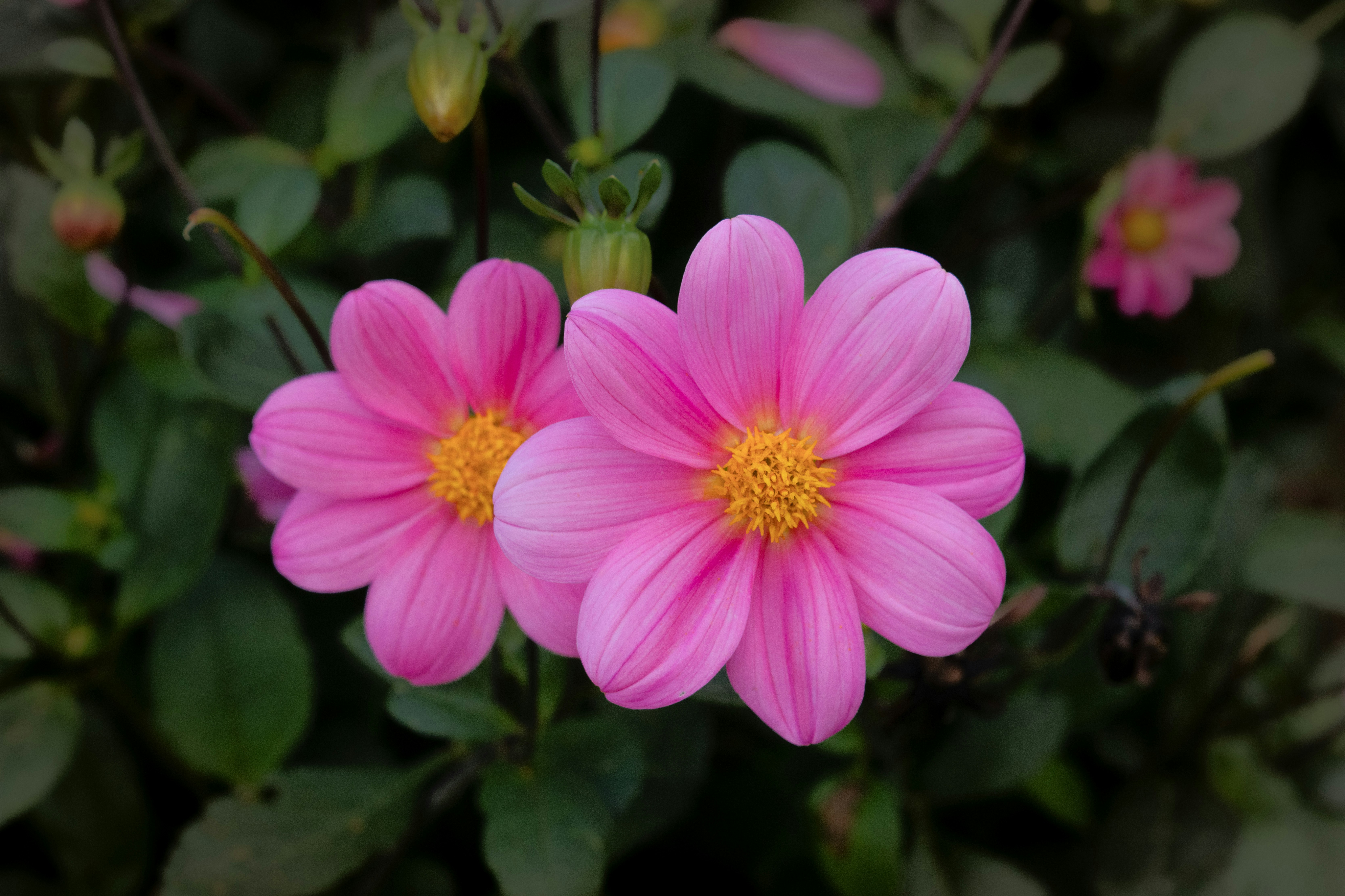 Photo by siegfriedpoepperl