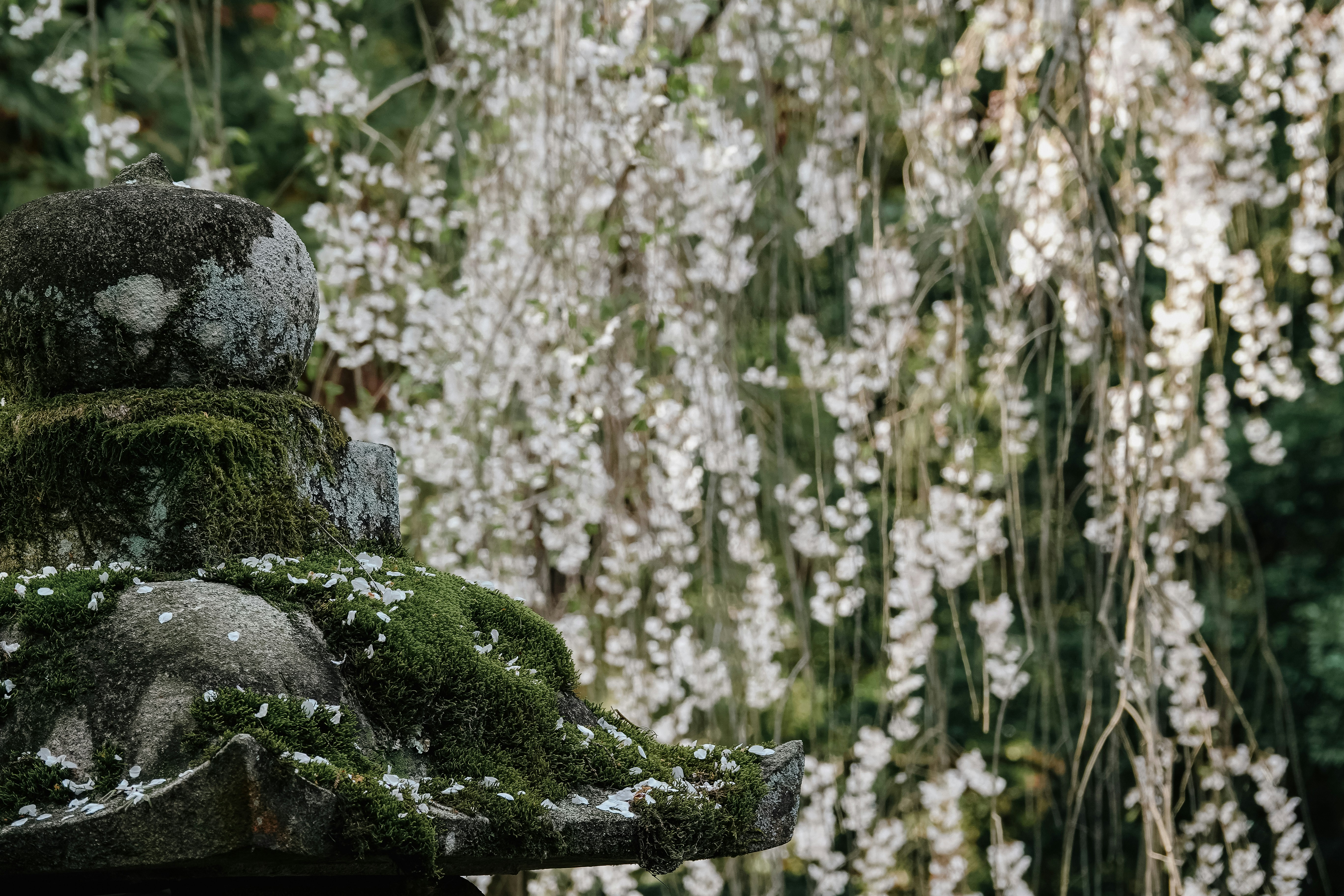 Lanterne en pierre recouverte de mousse avec des fleurs blanches