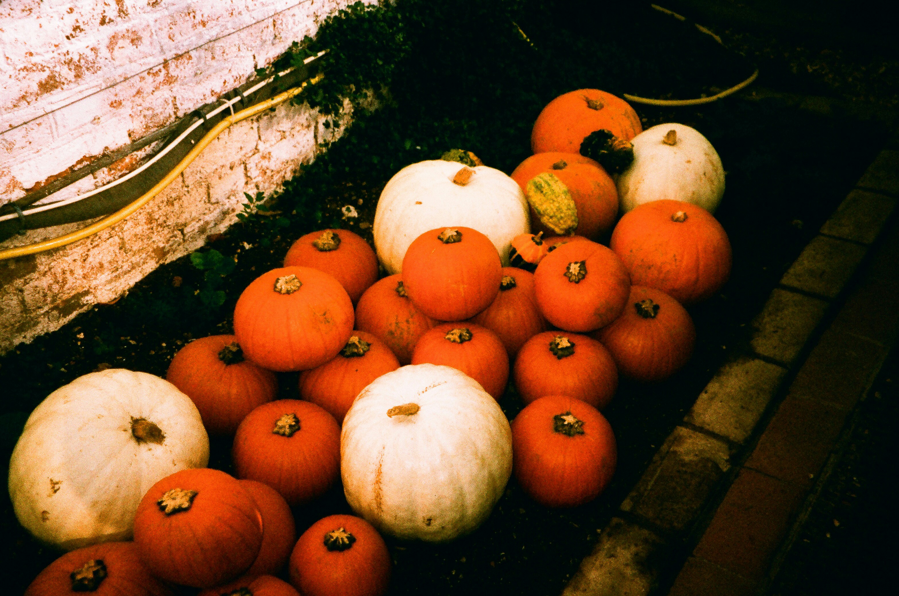 A pile of orange and white pumpkins
