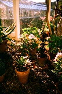 Potted plants inside a sunlit greenhouse