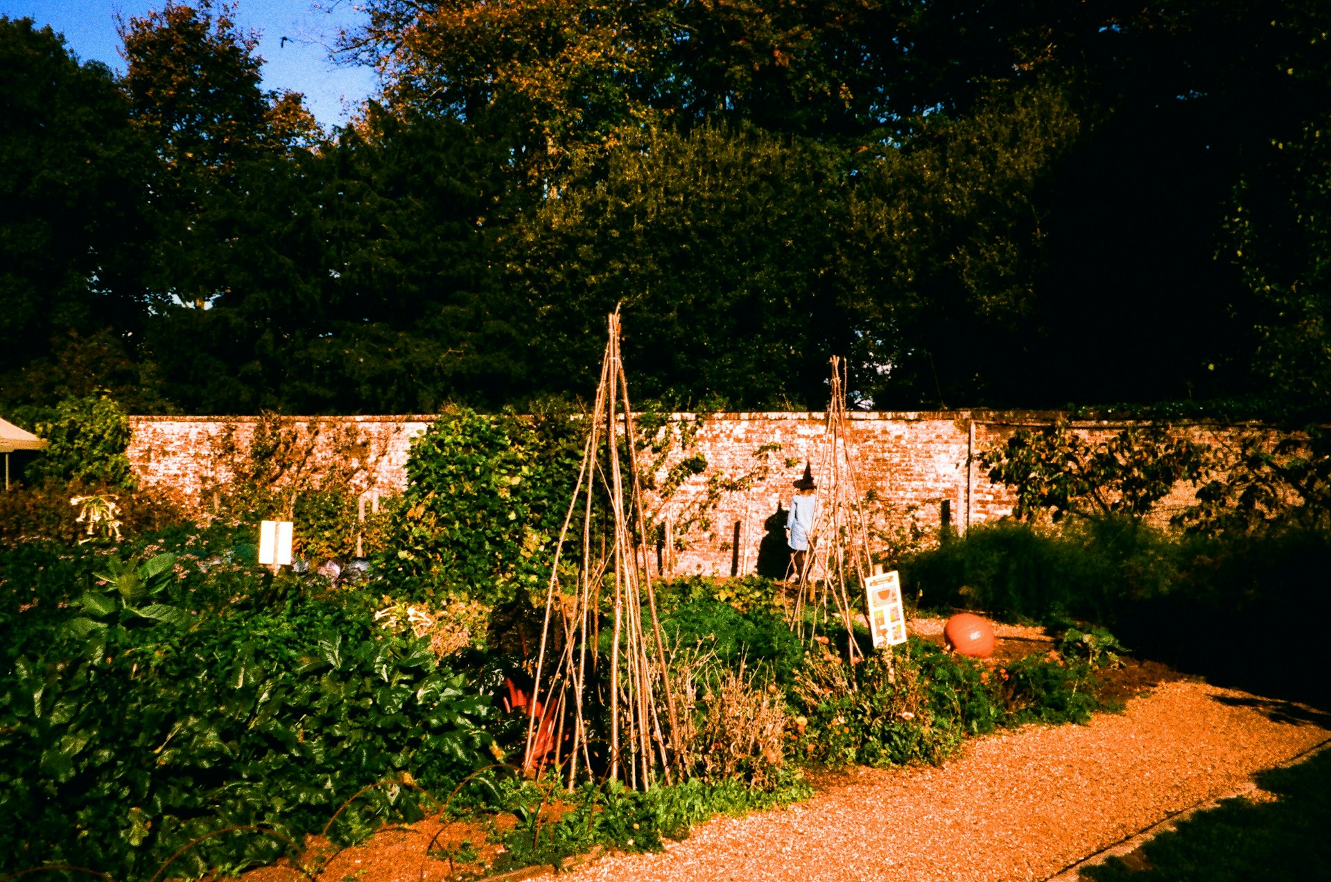 A lush garden with trellises and a stone wall