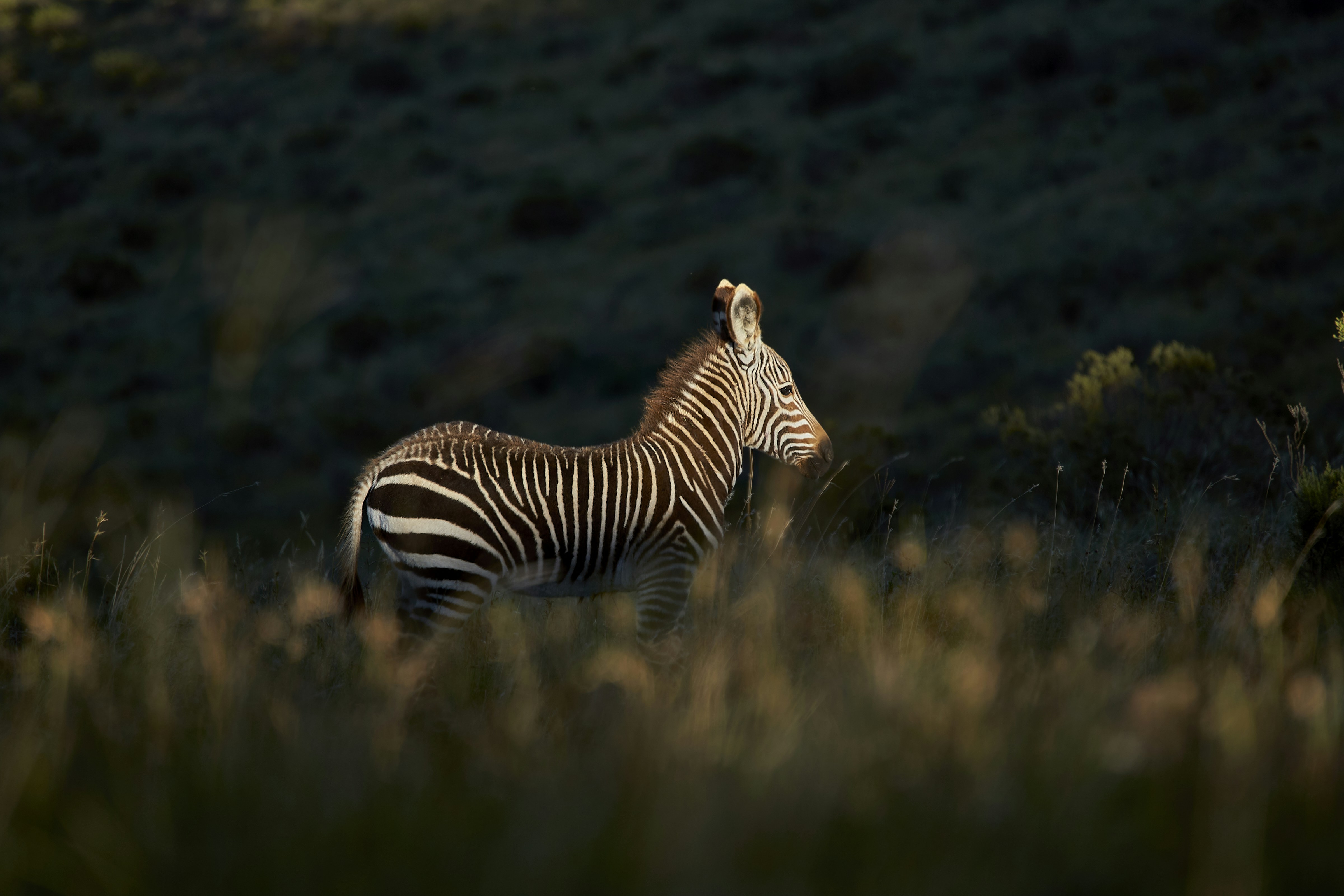 Photo by wolfgang_hasselmann