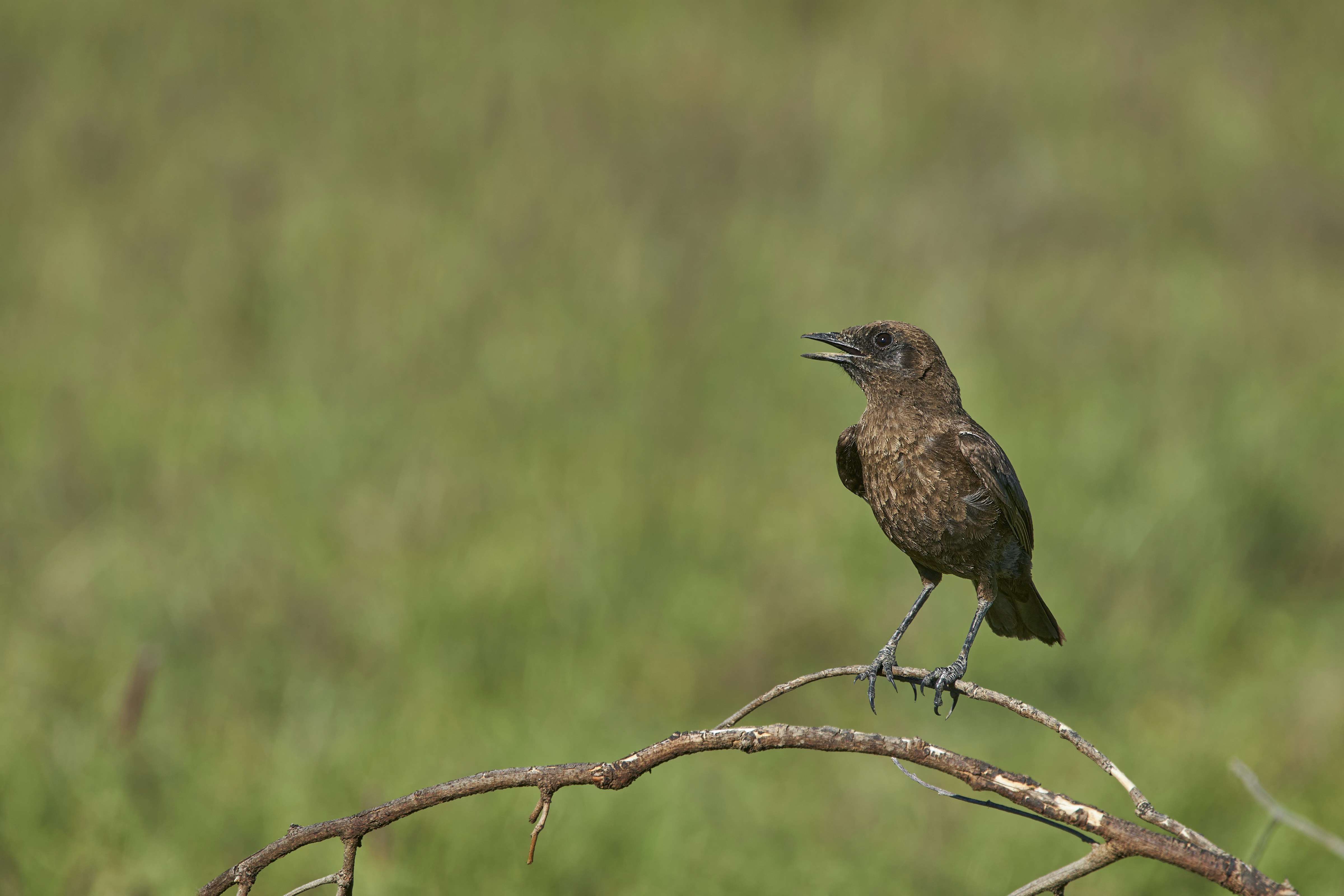 Photo by wolfgang_hasselmann