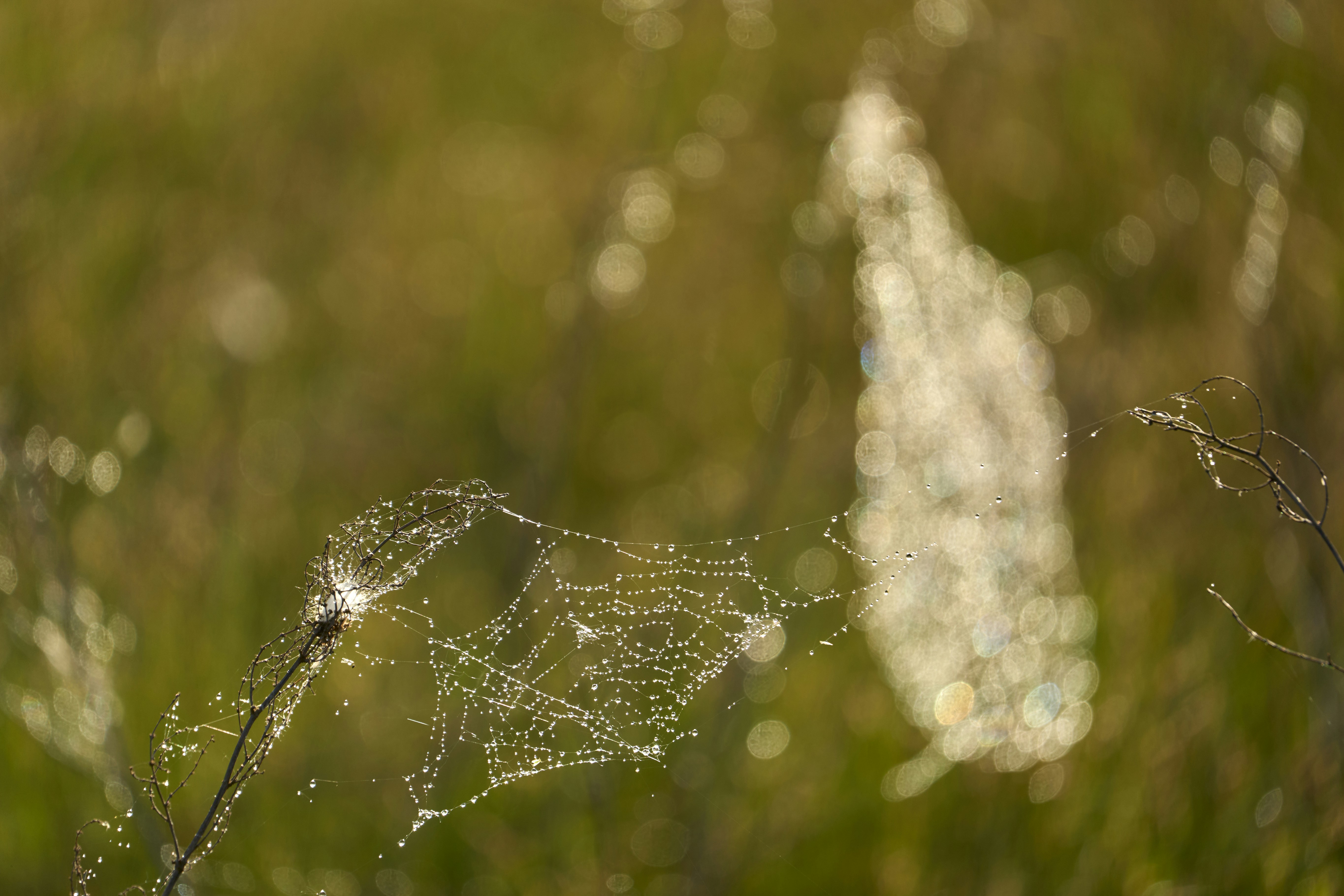 Photo by wolfgang_hasselmann