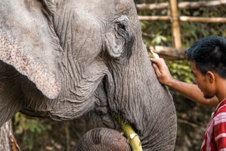 Man feeding sugarcane to an elephant