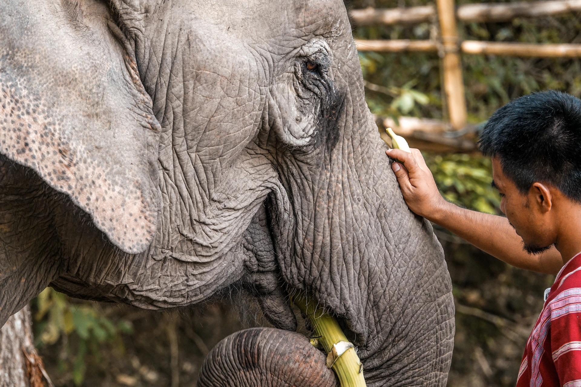 Man feeding sugarcane to an elephant