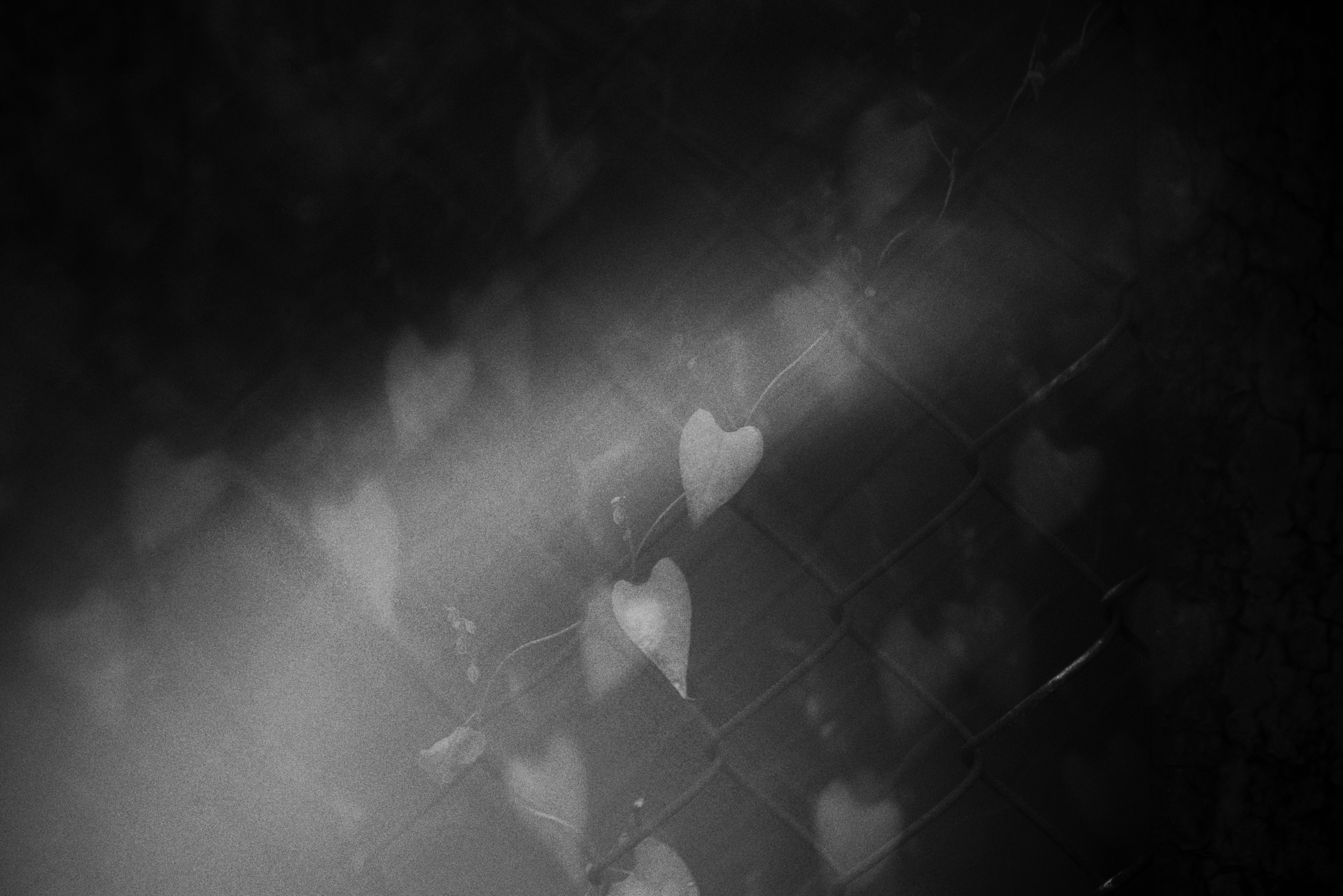 Blurred heart shapes in soft light