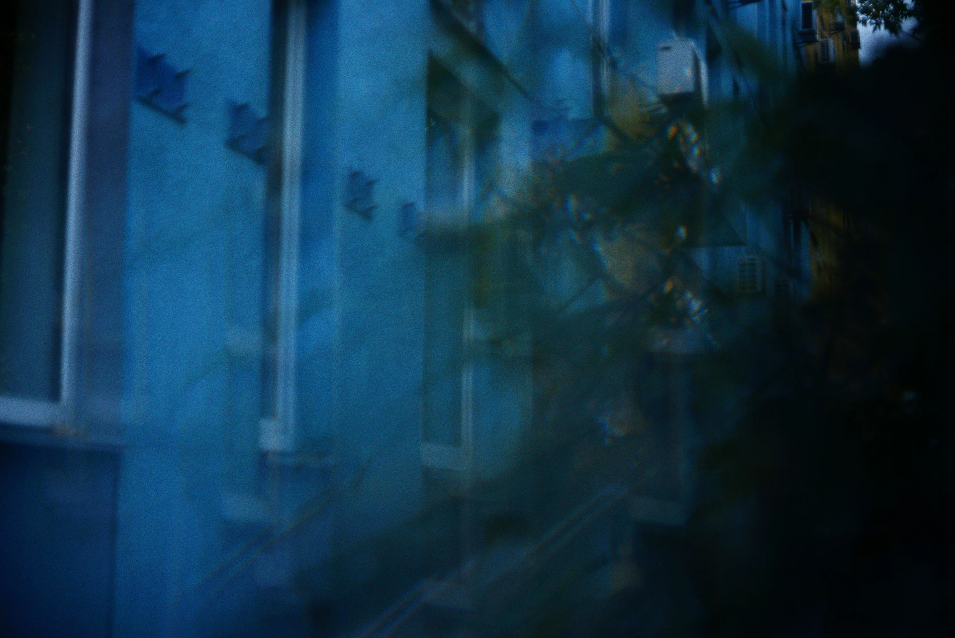 Blue building with dark foliage in foreground