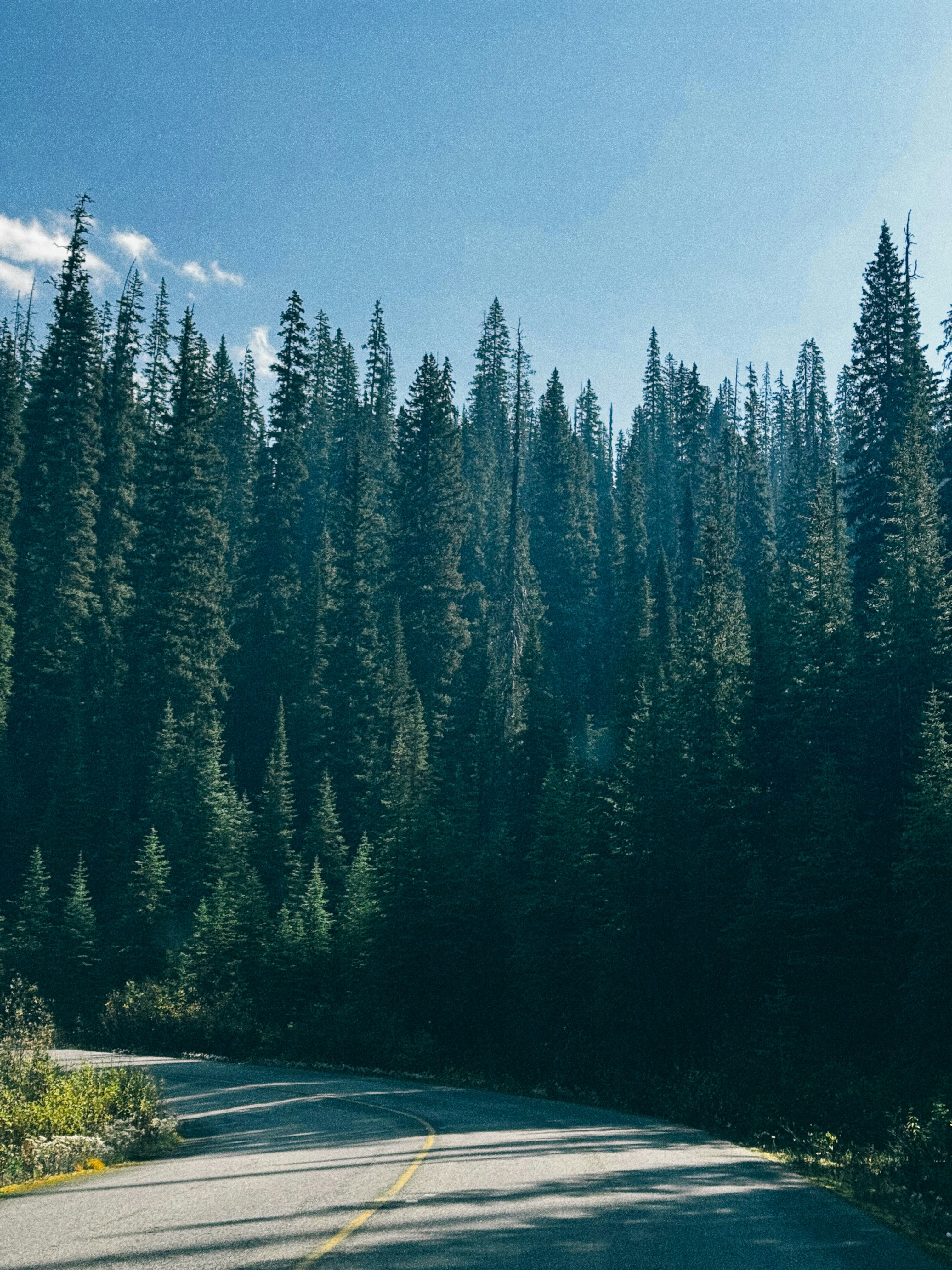 Winding road through a dense evergreen forest
