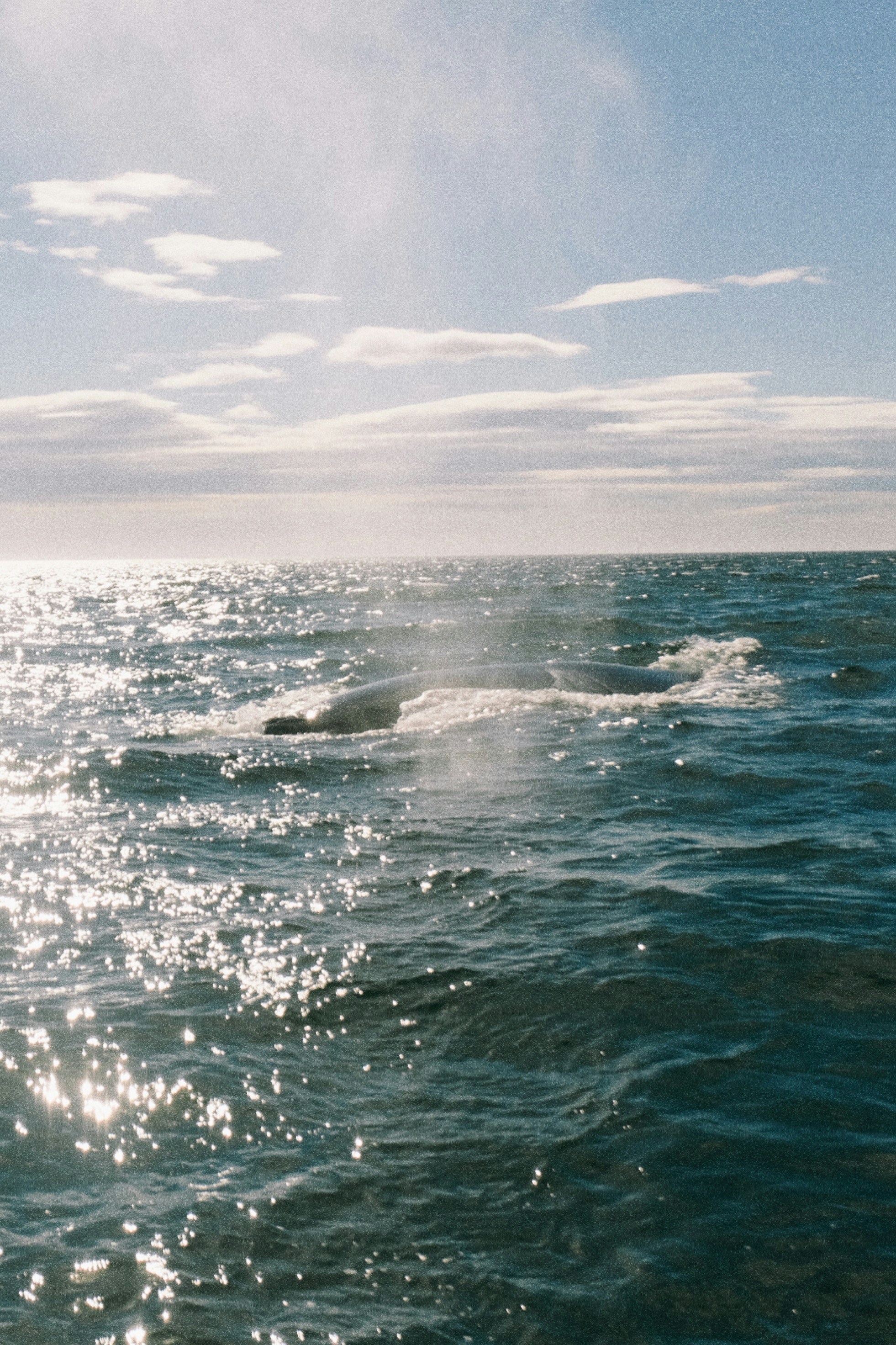 Baleine faisant surface dans l’océan sous un ciel ensoleillé